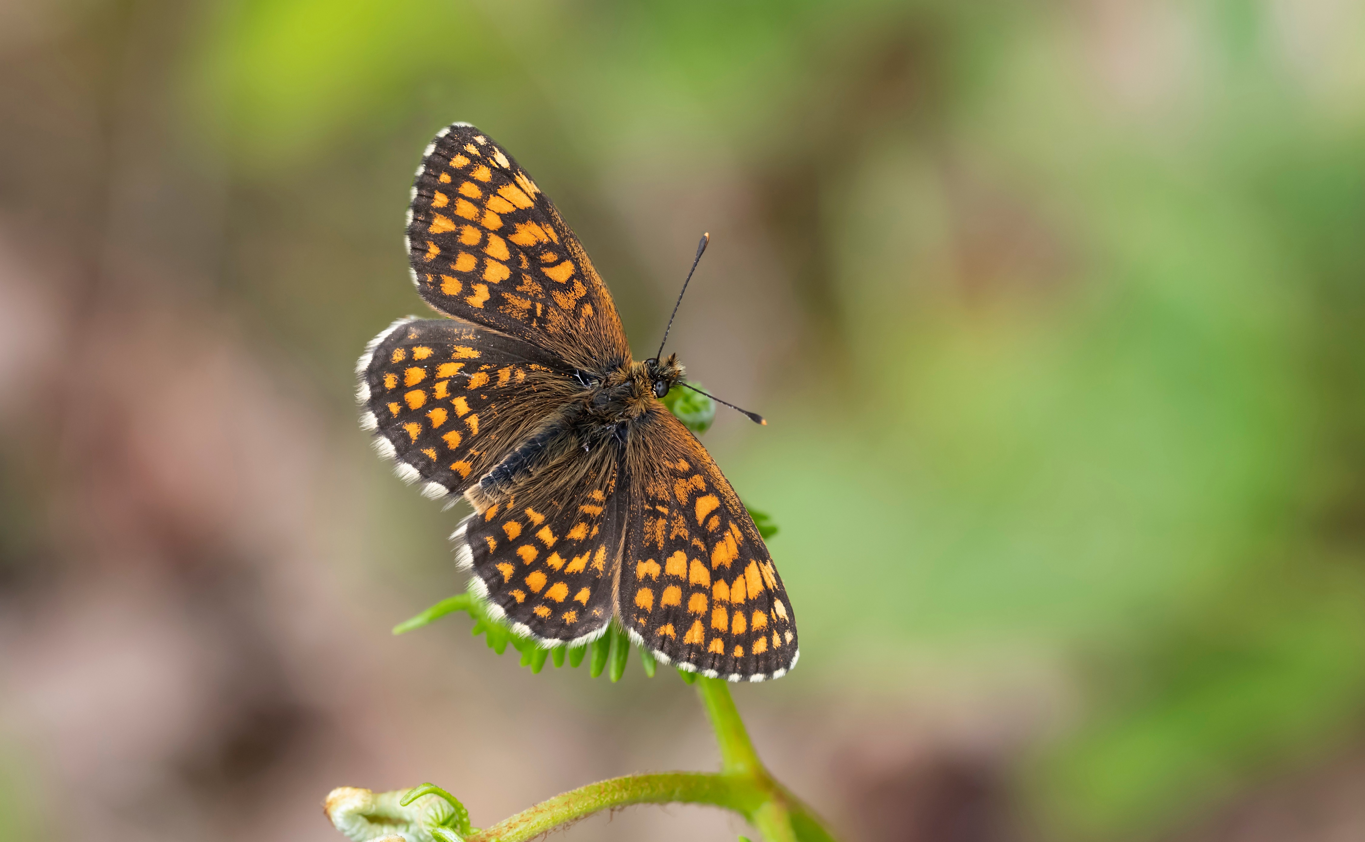 Heath Fritillary Butterfly on a Plant HD Wallpaper