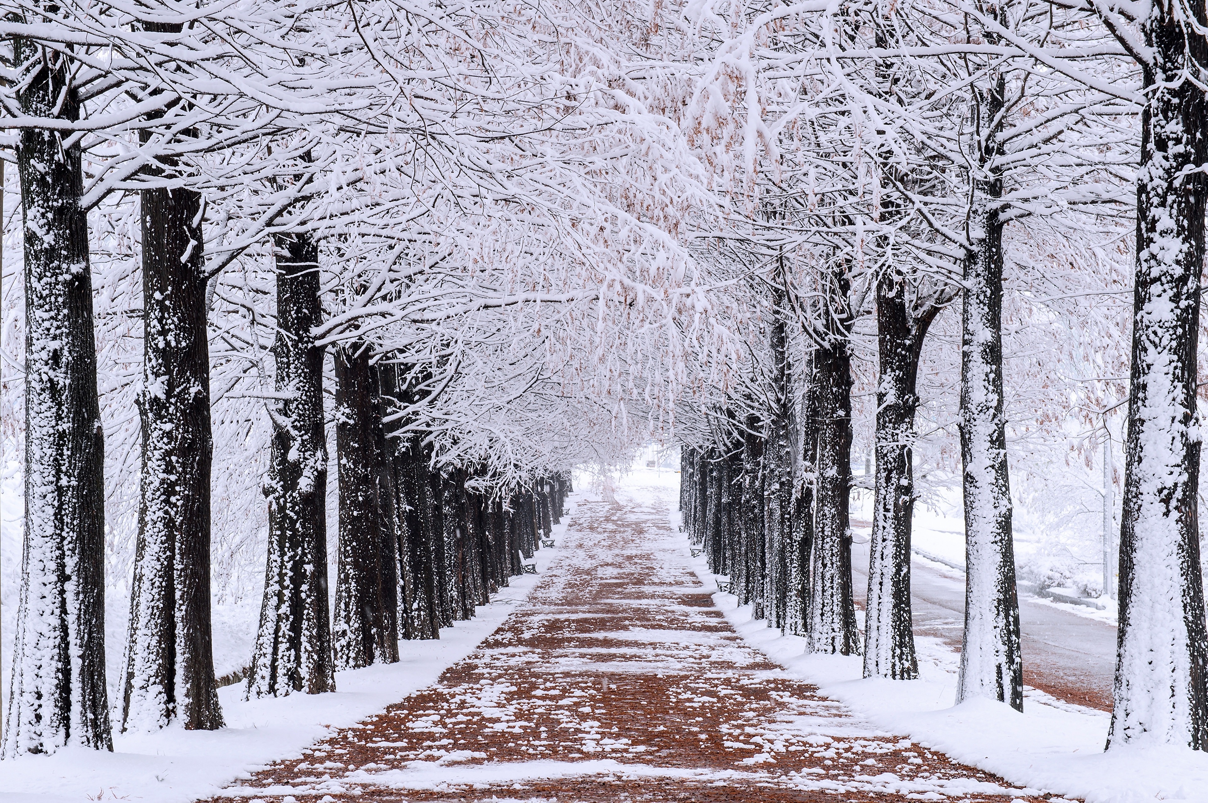 Snow covered trees lining a winter park path HD Wallpaper