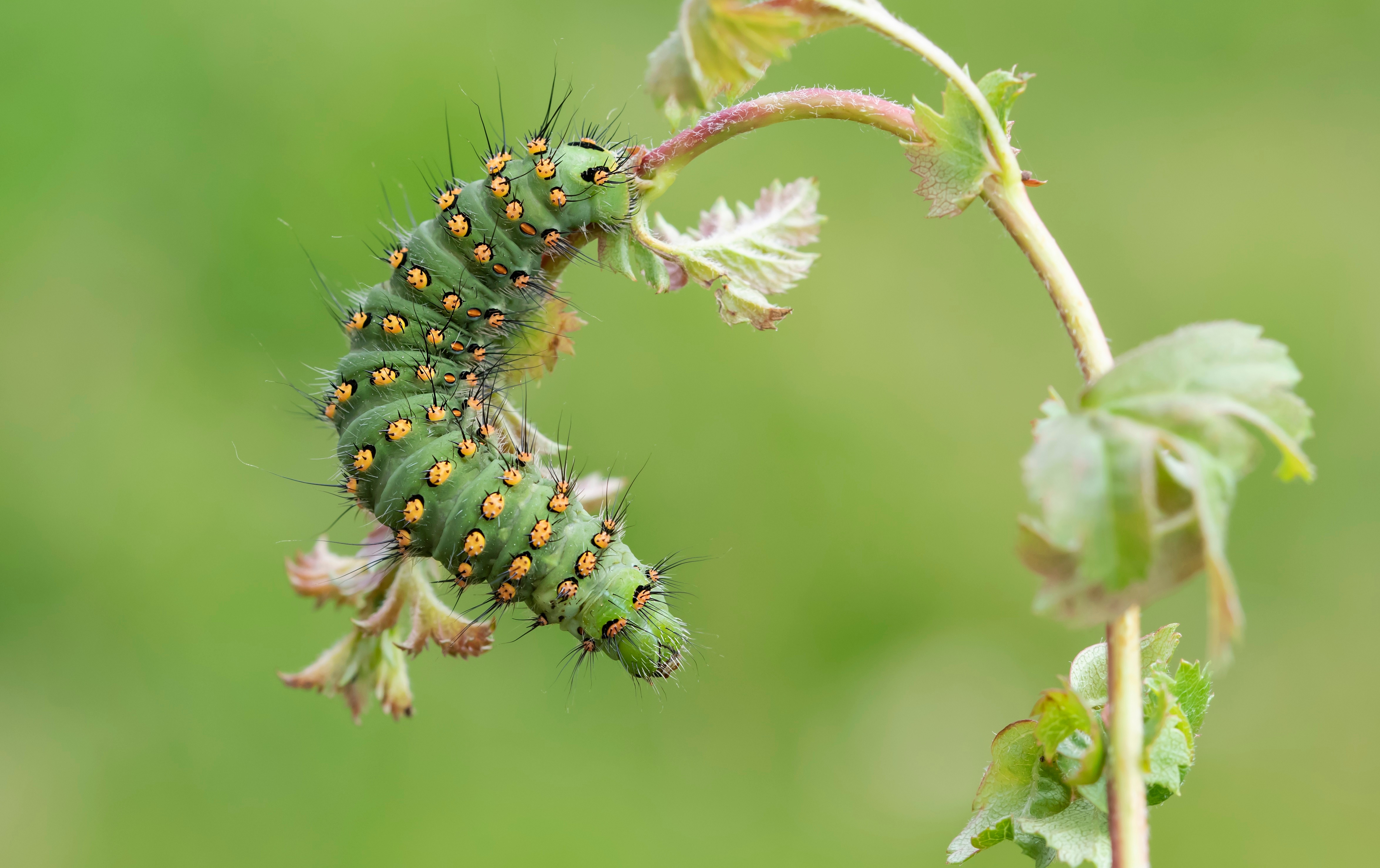 Green caterpillar with yellow spots on a plant HD Wallpaper