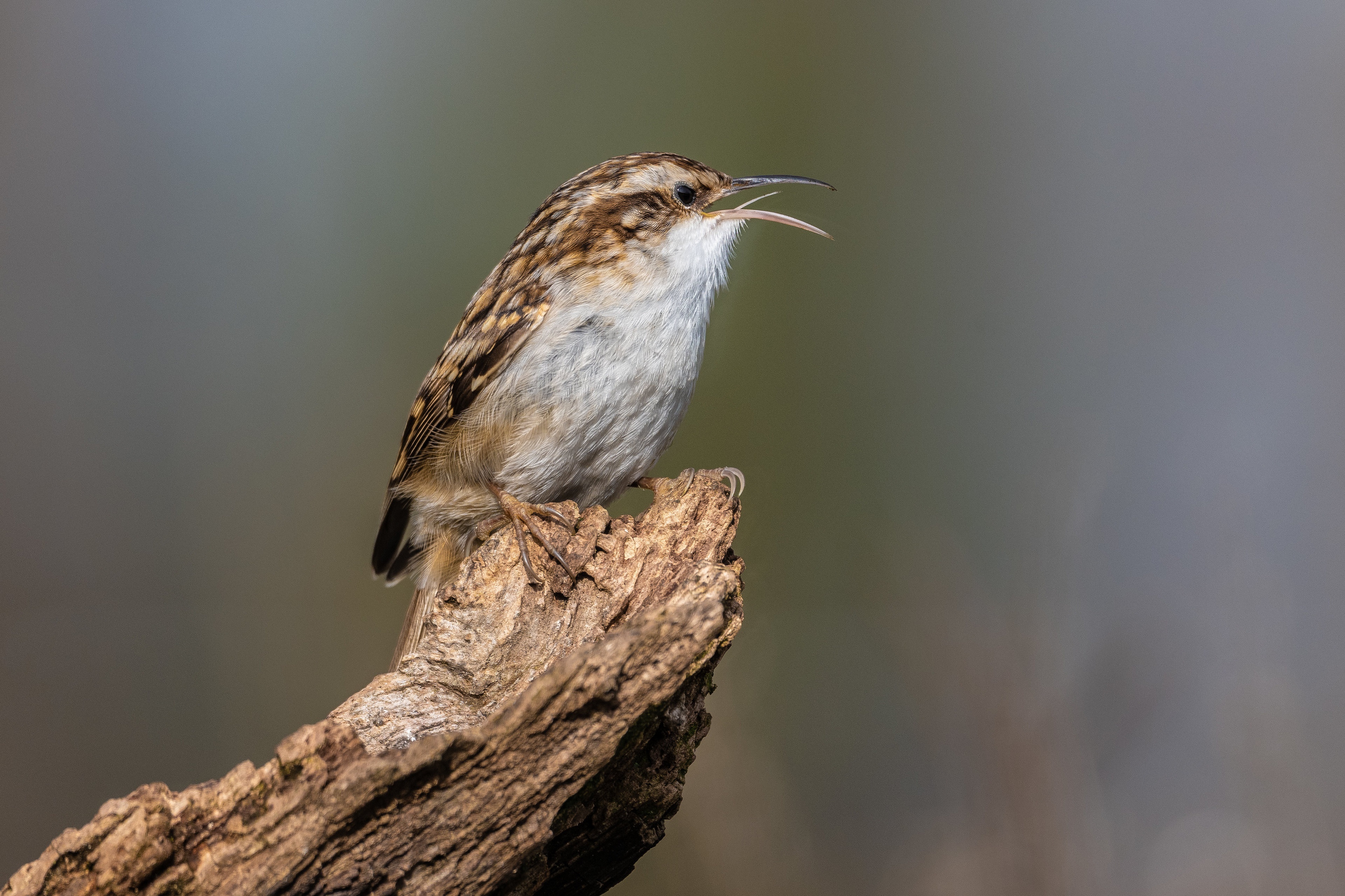 Short-toed Treecreeper bird on a branch HD Wallpaper