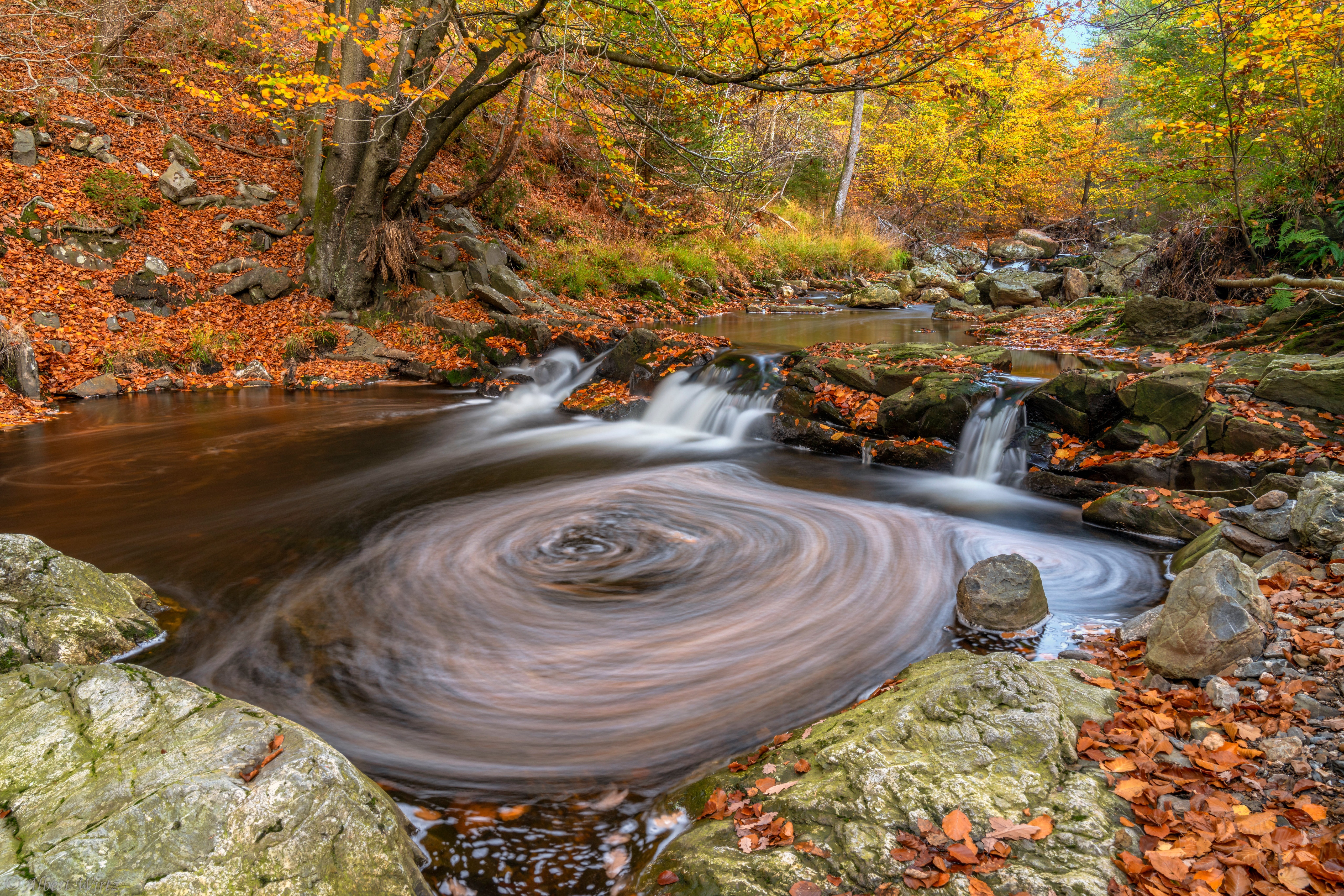 Autumn stream with foliage in Wallonia, Belgium HD Wallpaper