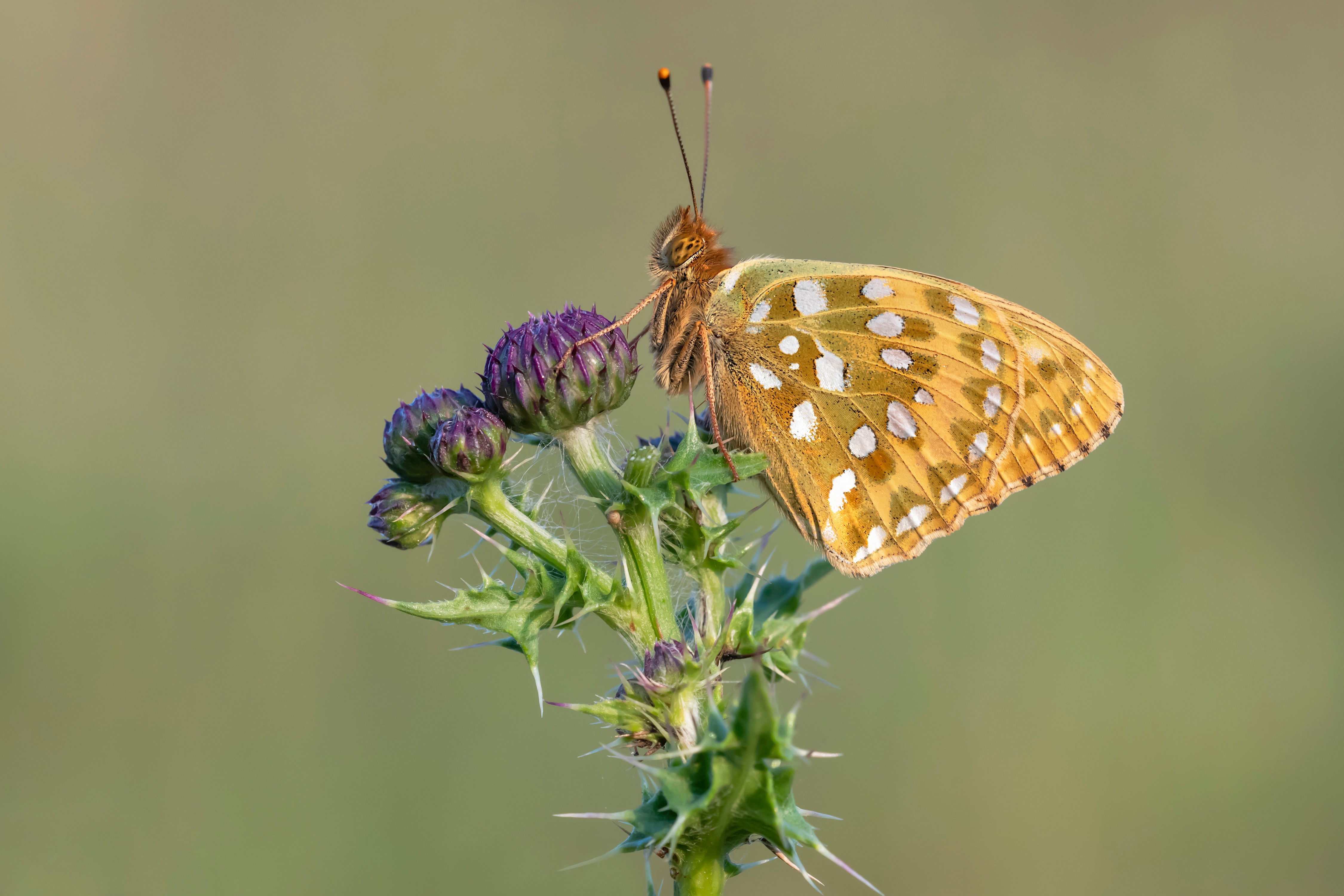 Dark Green Fritillary Butterfly on Thistle HD Wallpaper
