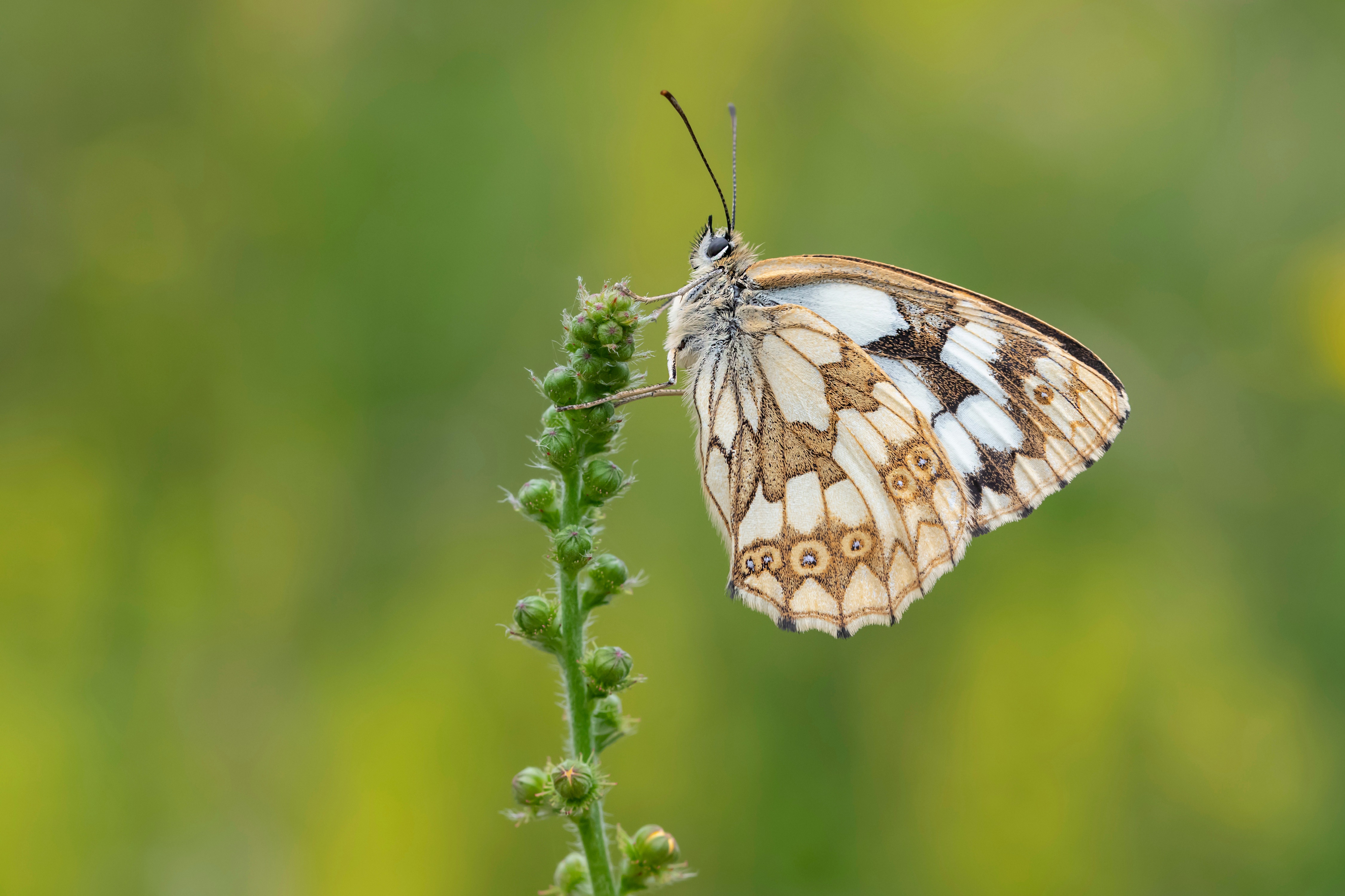 Marbled White butterfly on a plant stem HD Wallpaper