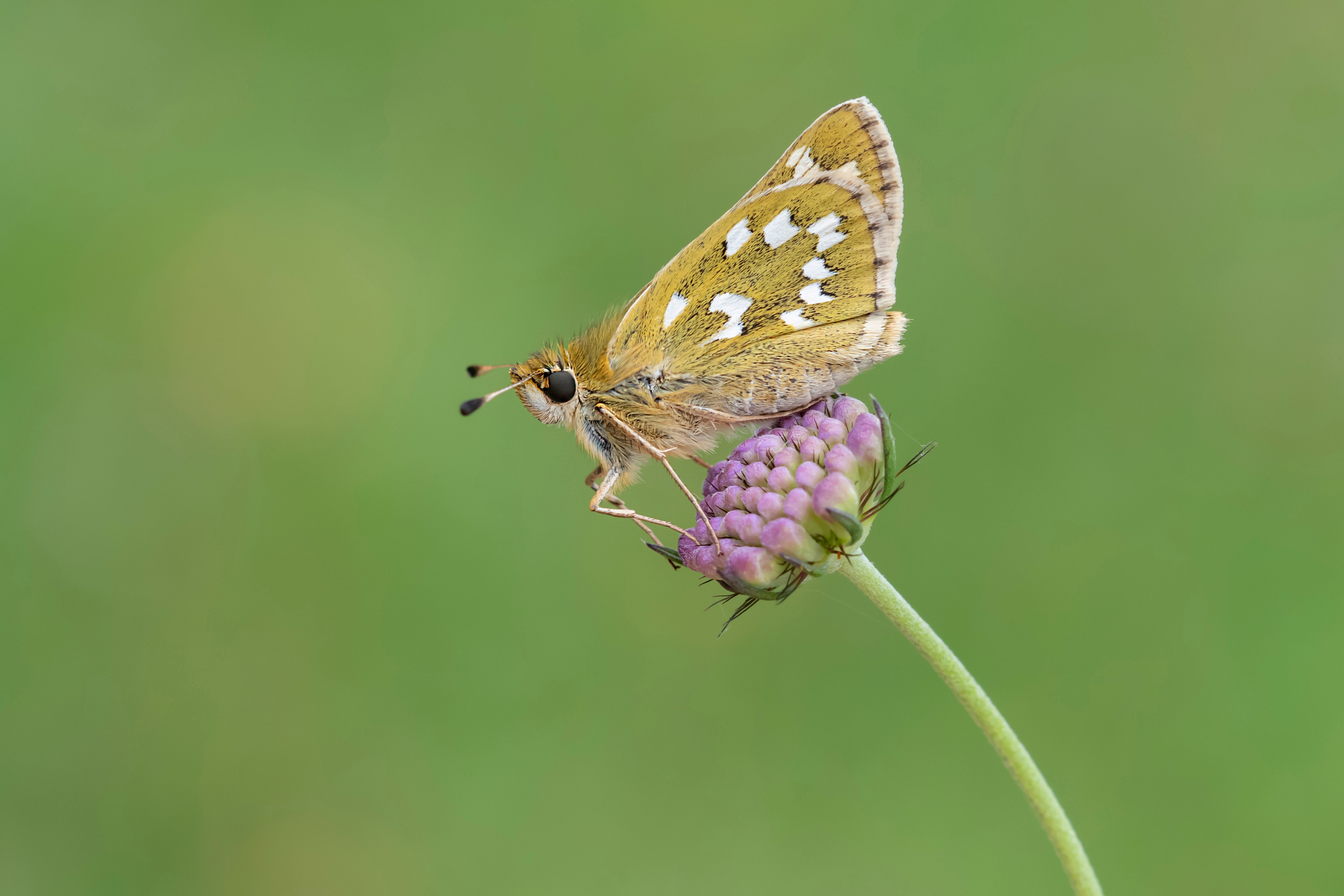 Silver-spotted skipper butterfly on a purple flower HD Wallpaper