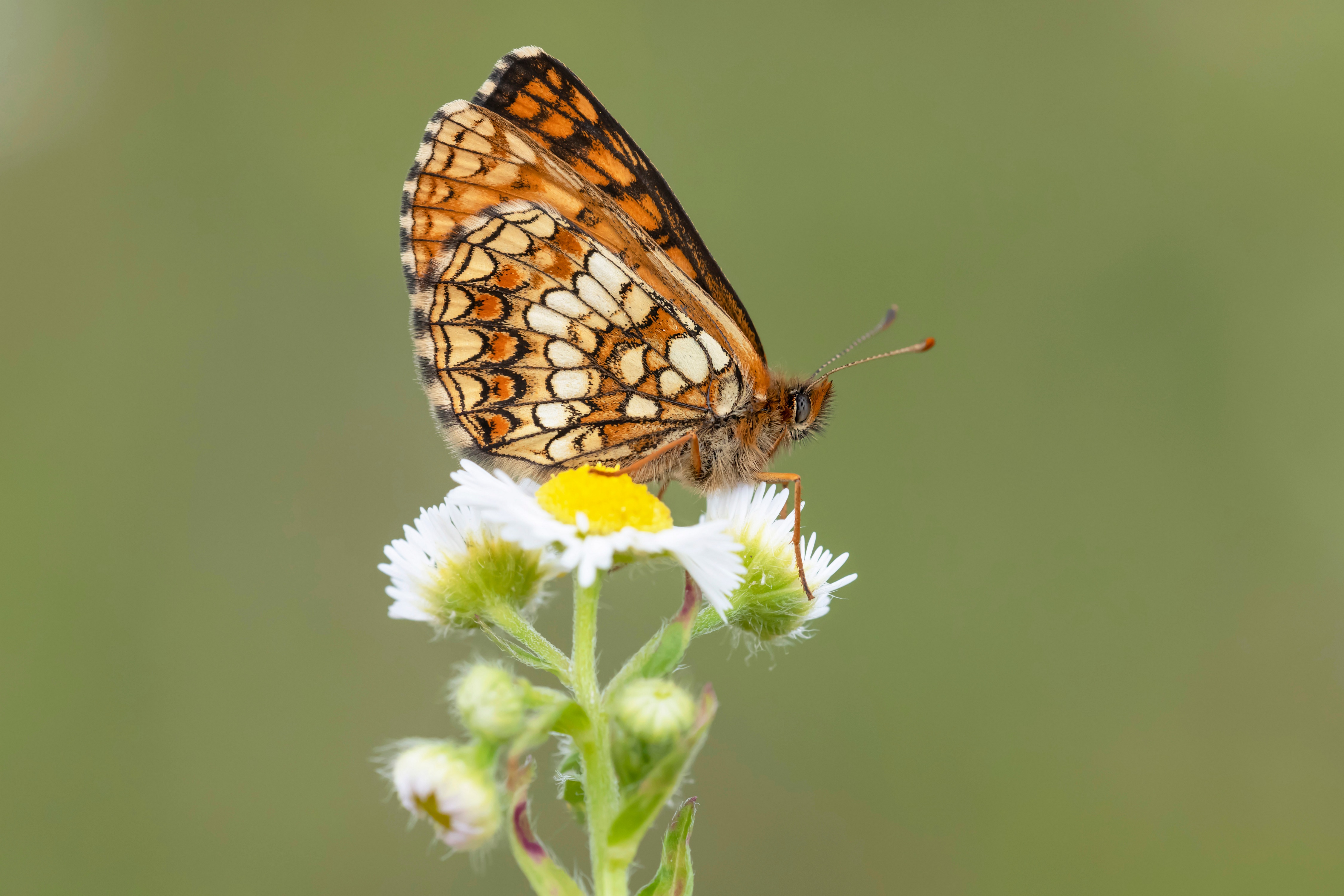 Heath Fritillary Butterfly on a White Flower HD Wallpaper