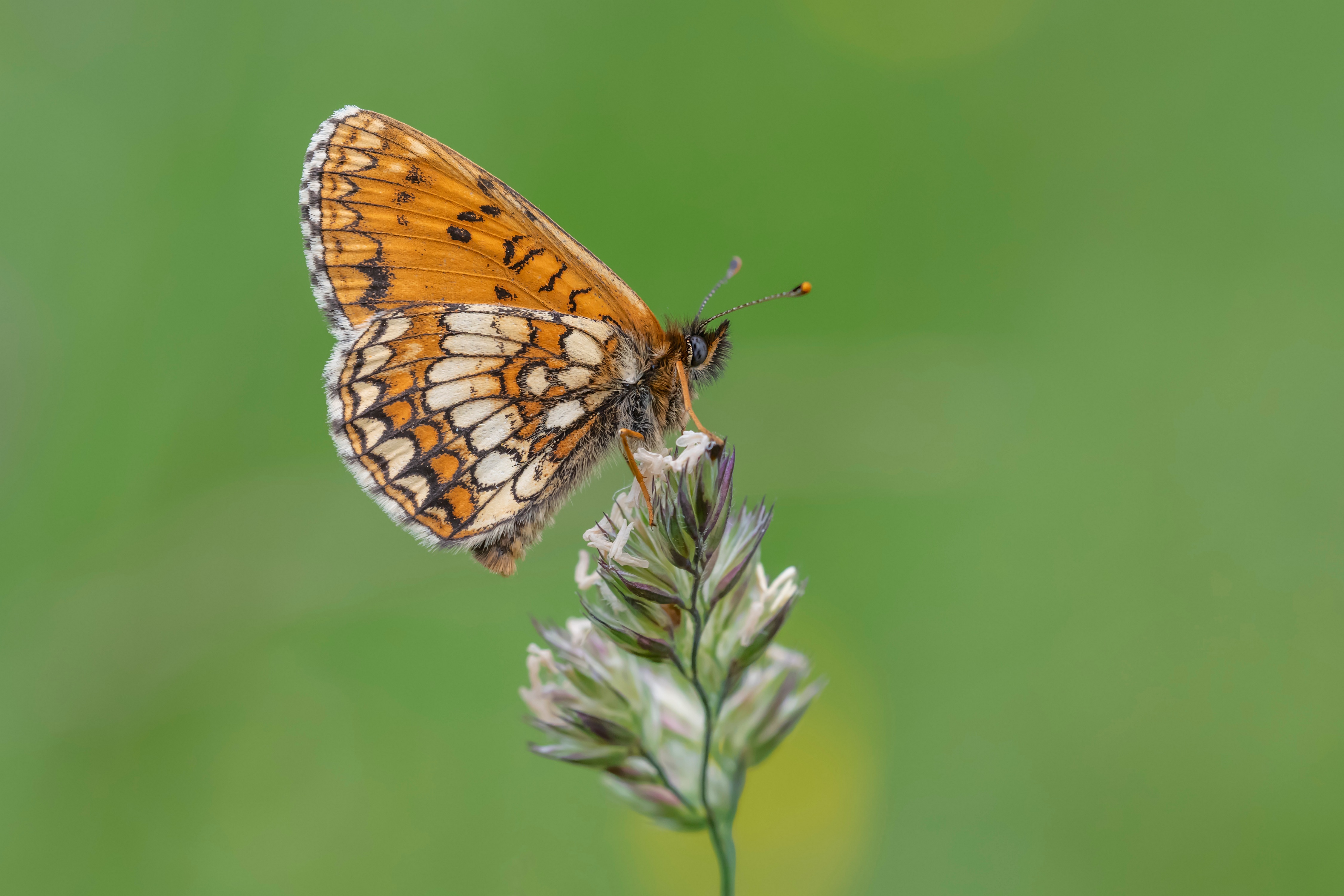 Heath Fritillary Butterfly on Grass HD Wallpaper