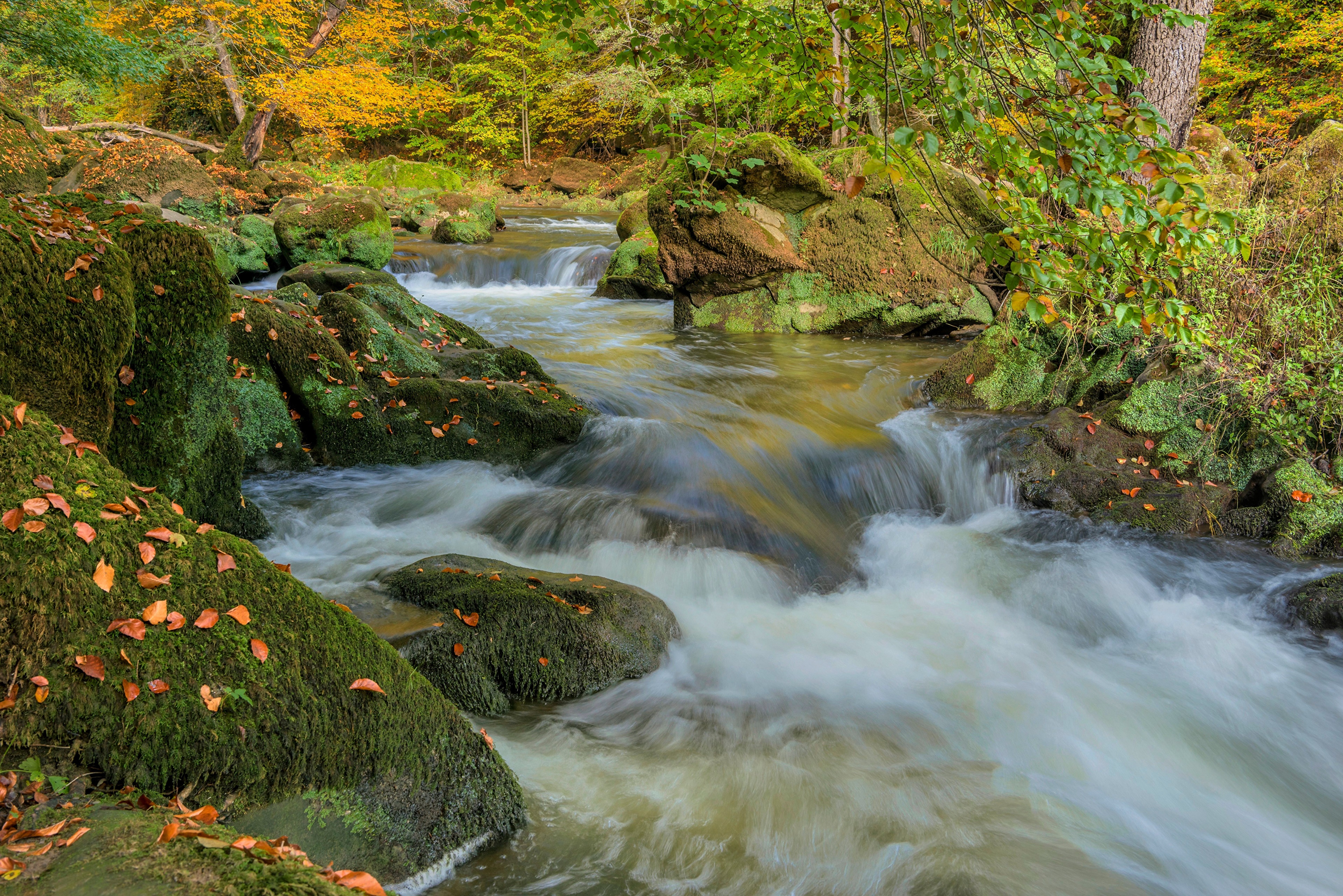Autumn stream flowing over mossy stones in South Eifel, Germany HD Wallpaper