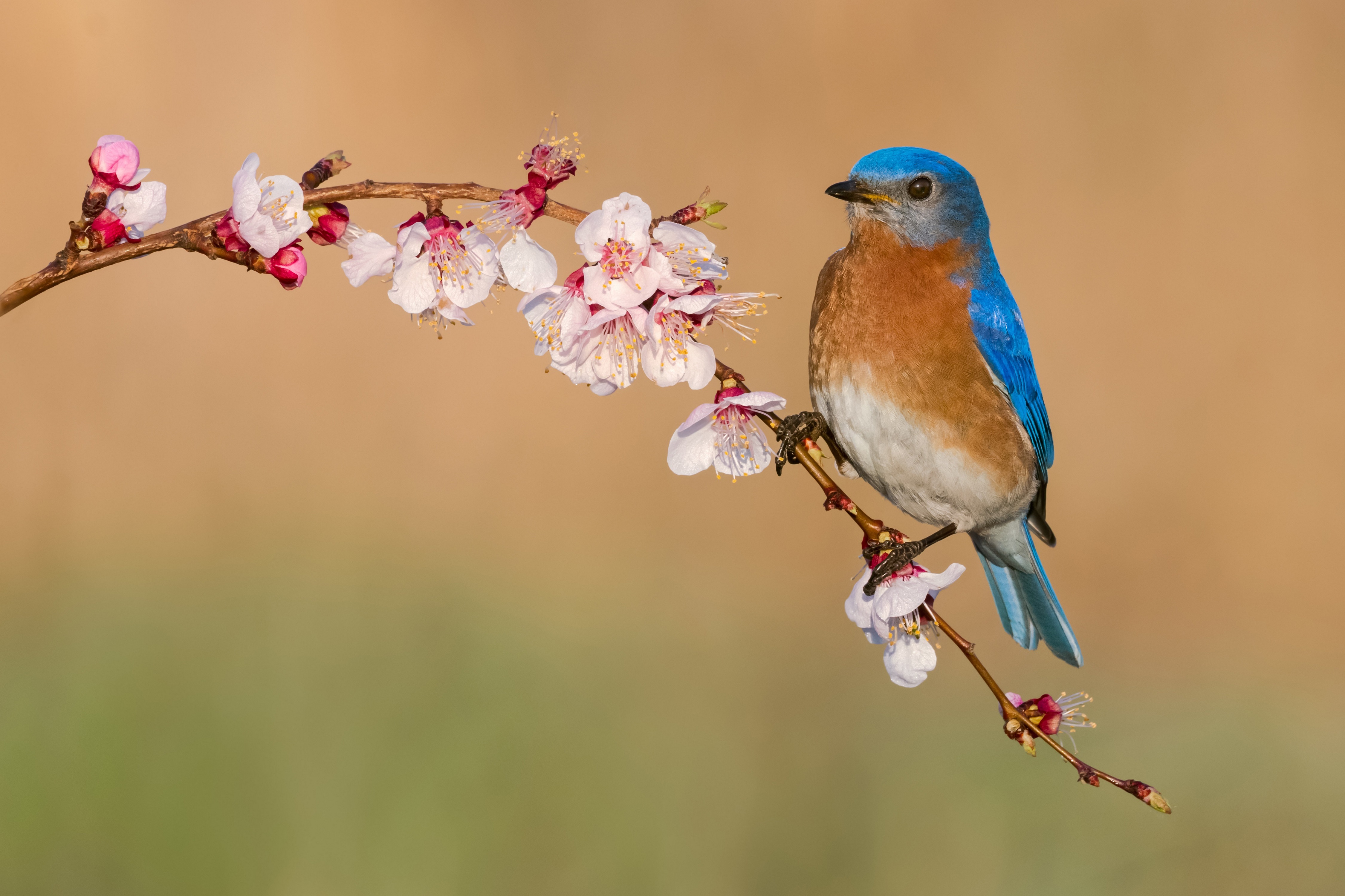 Eastern Bluebird on a flowering branch HD Wallpaper
