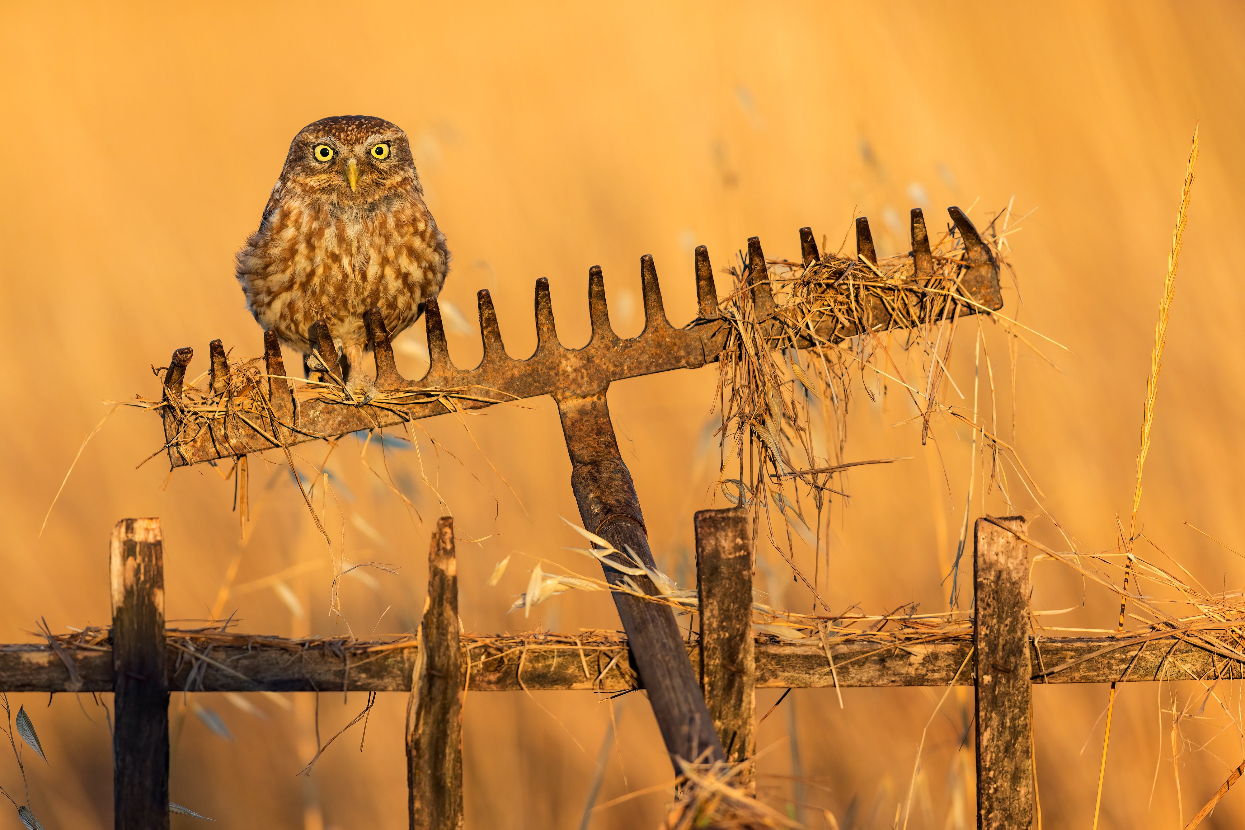 Little owl on a rake on a fence HD Wallpaper