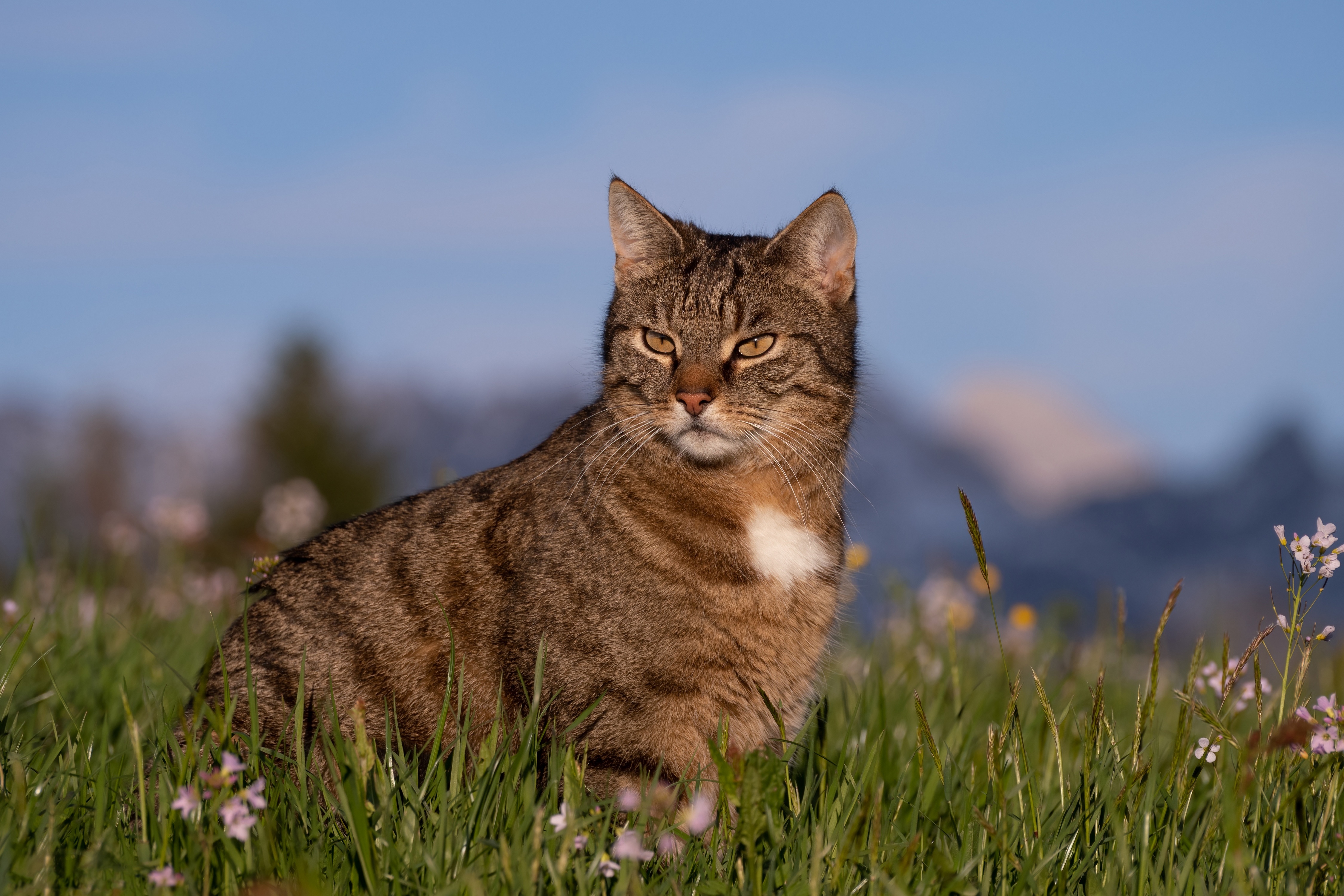 Tabby cat sitting in grass with mountains in background HD Wallpaper