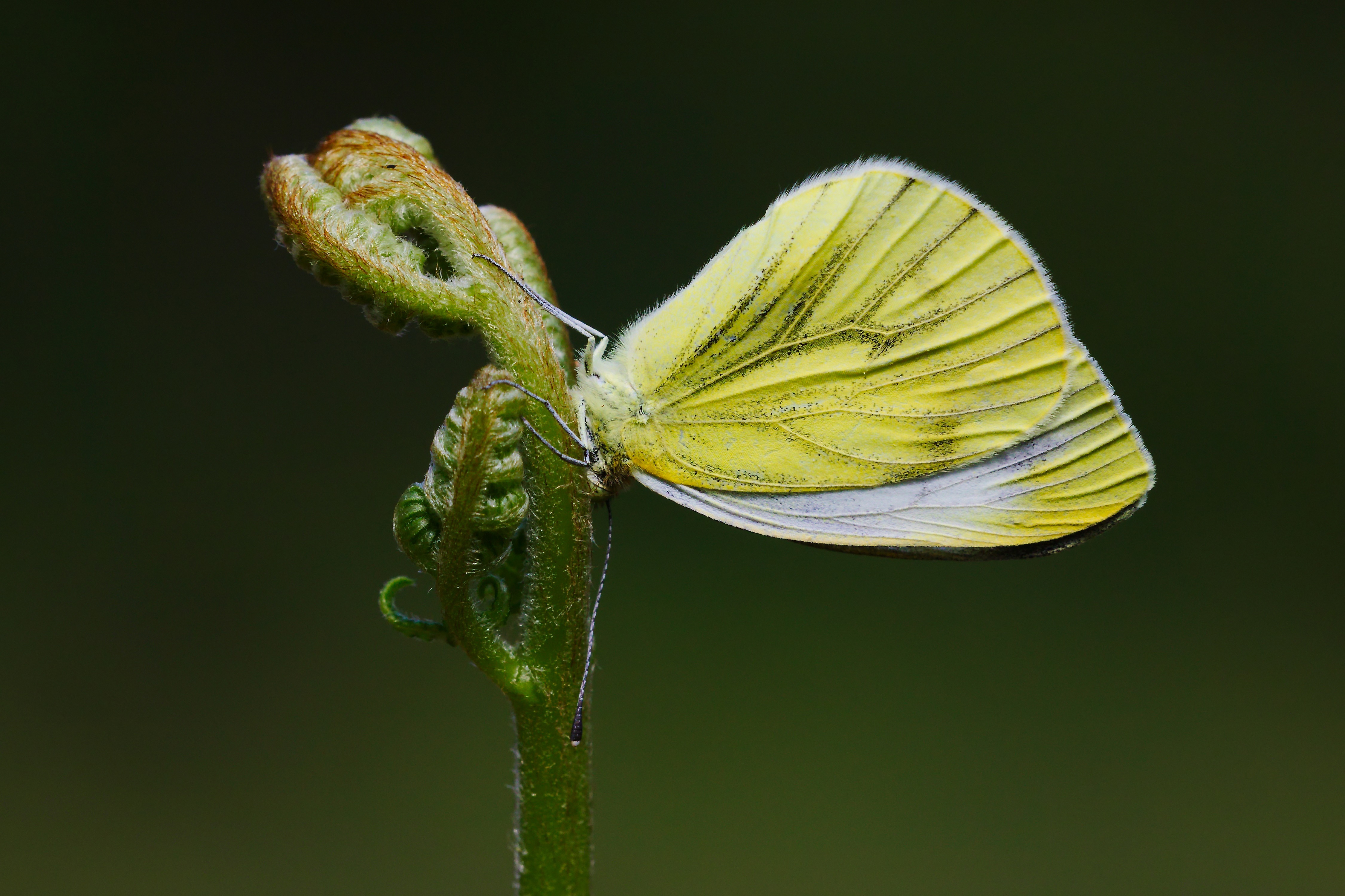 4K Pieris napi butterfly on a fern frond HD Wallpaper