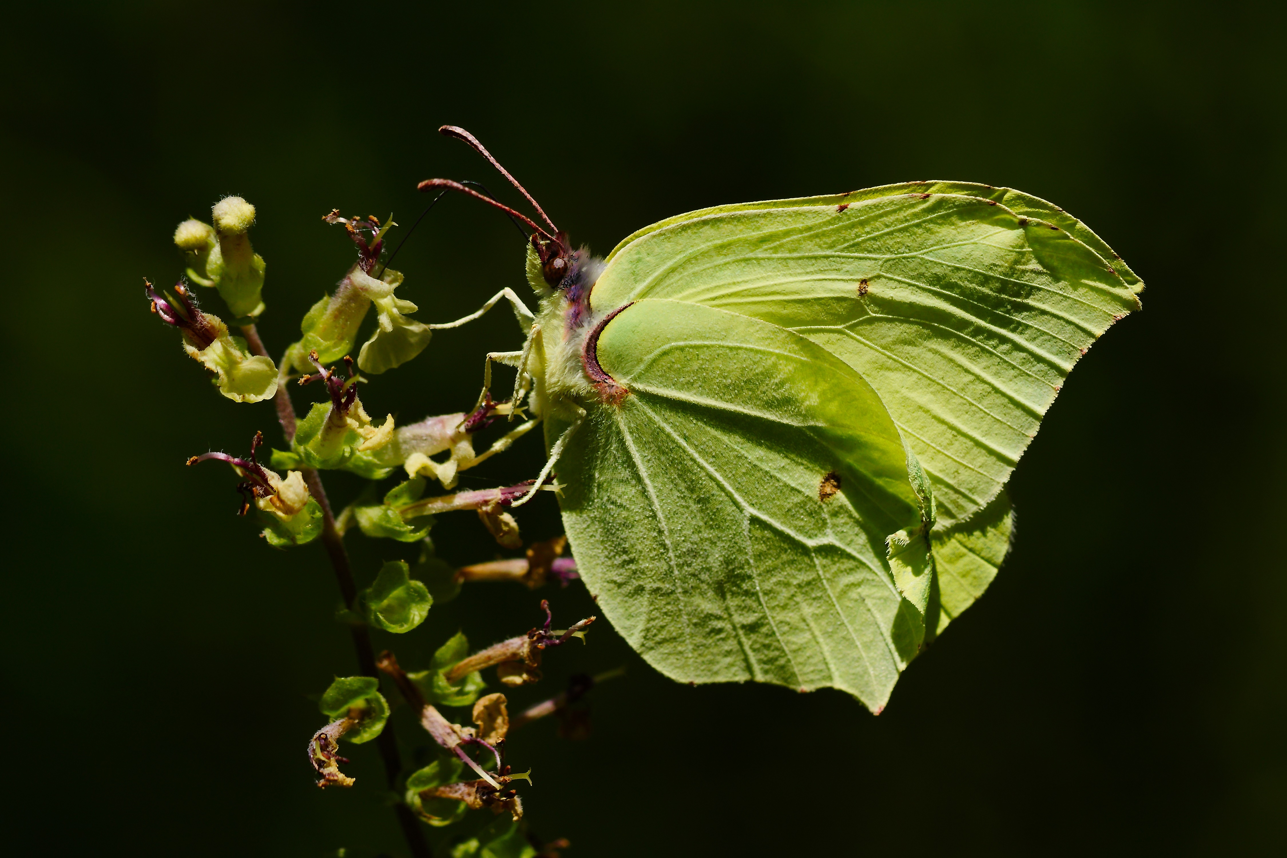 4K Gonepteryx rhamni butterfly on plant HD Wallpaper