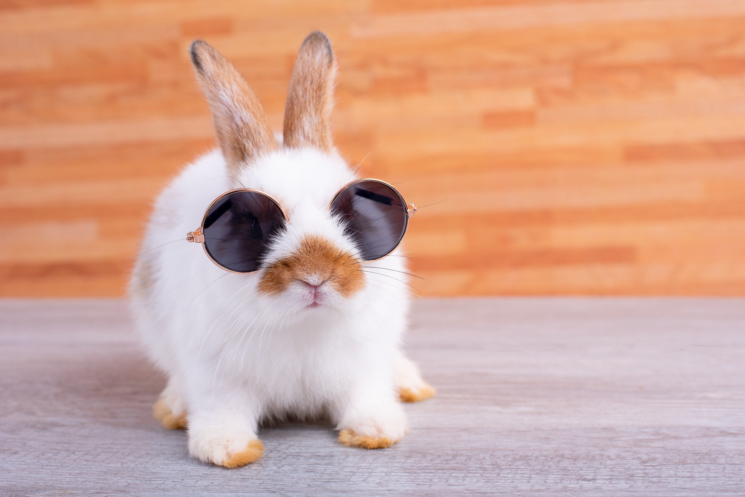 A rabbit wearing sunglasses HD Wallpaper
