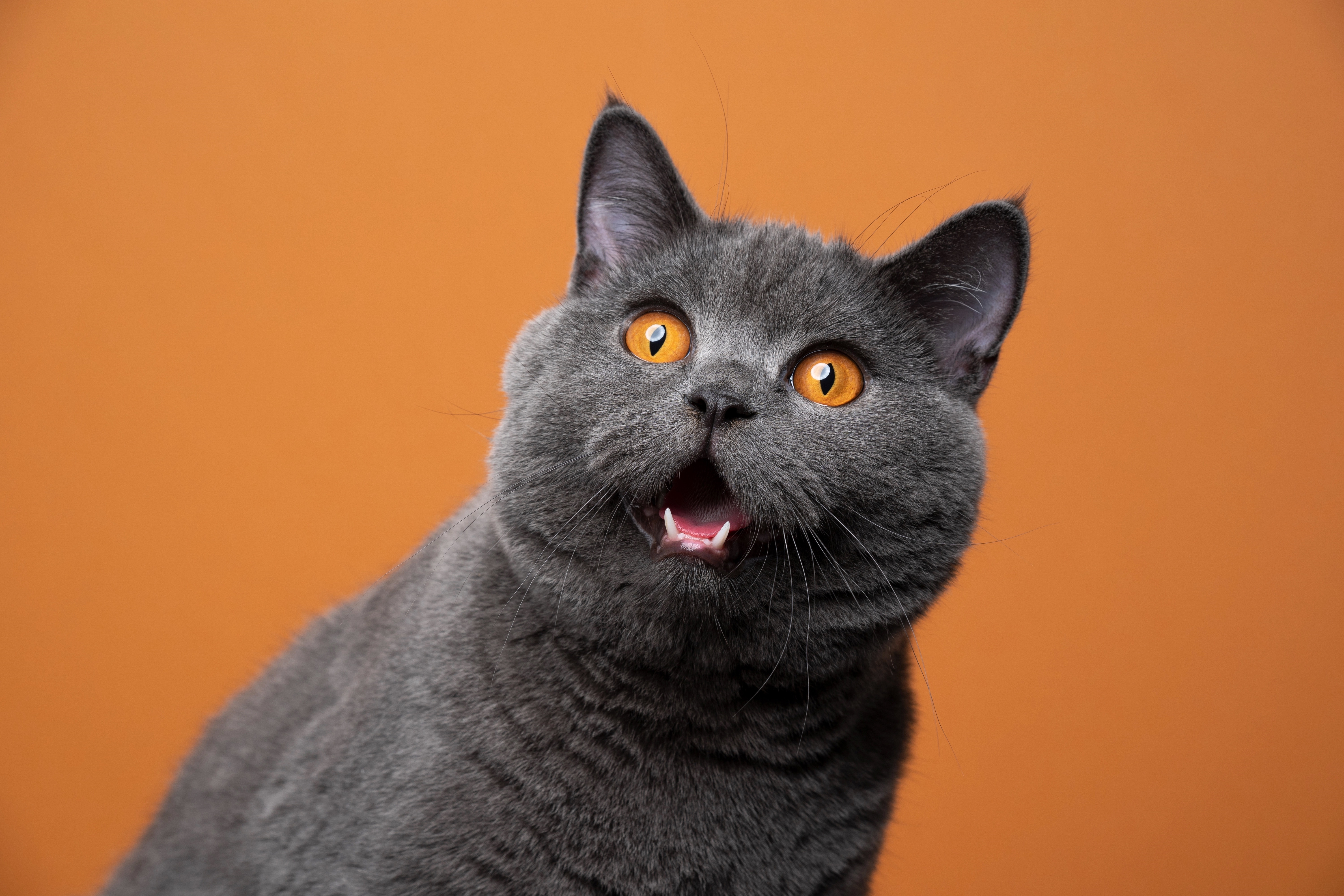 British Shorthair cat with orange background HD Wallpaper