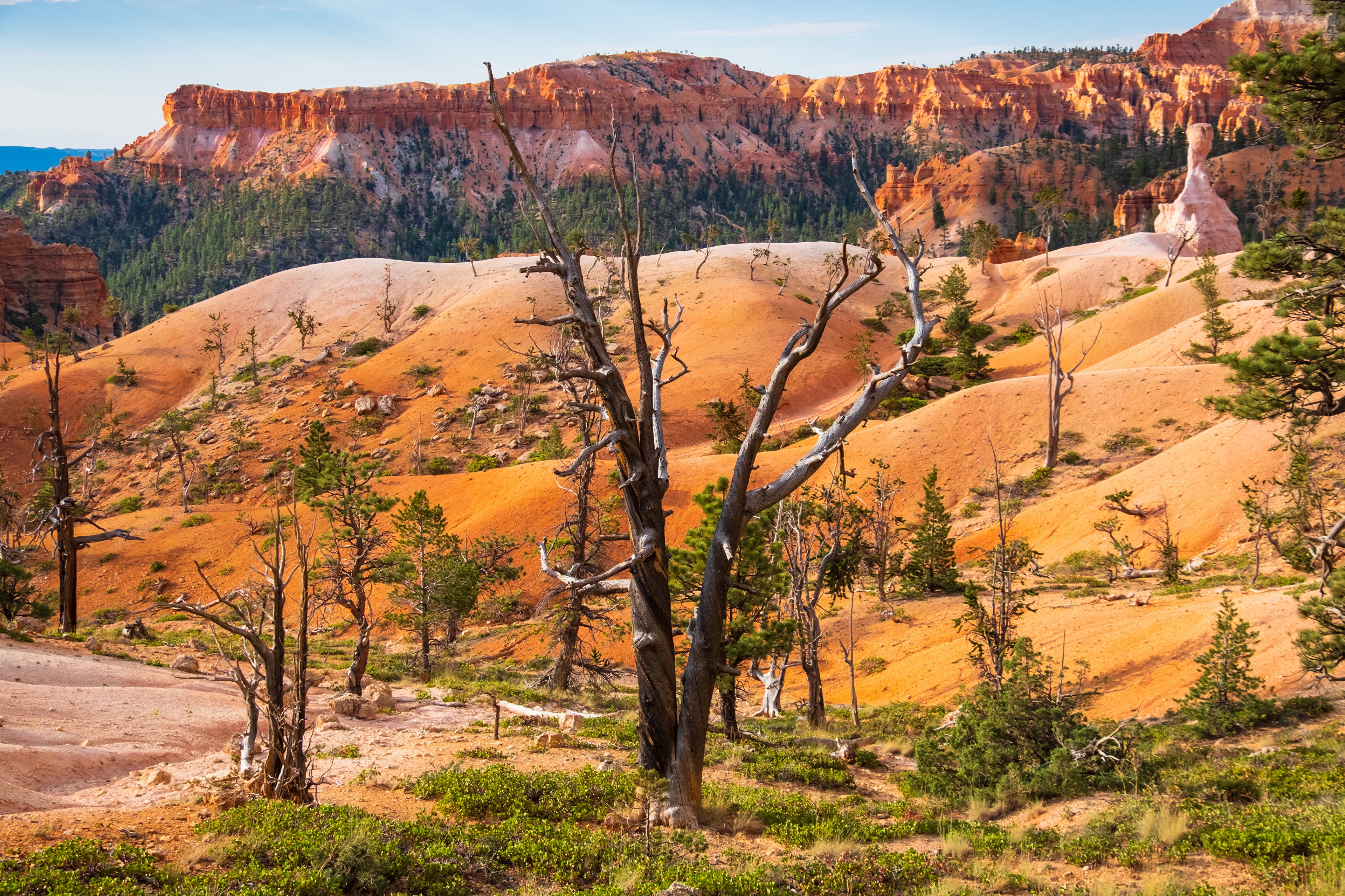 Bryce Canyon National Park Hoodoos and Trees HD Wallpaper