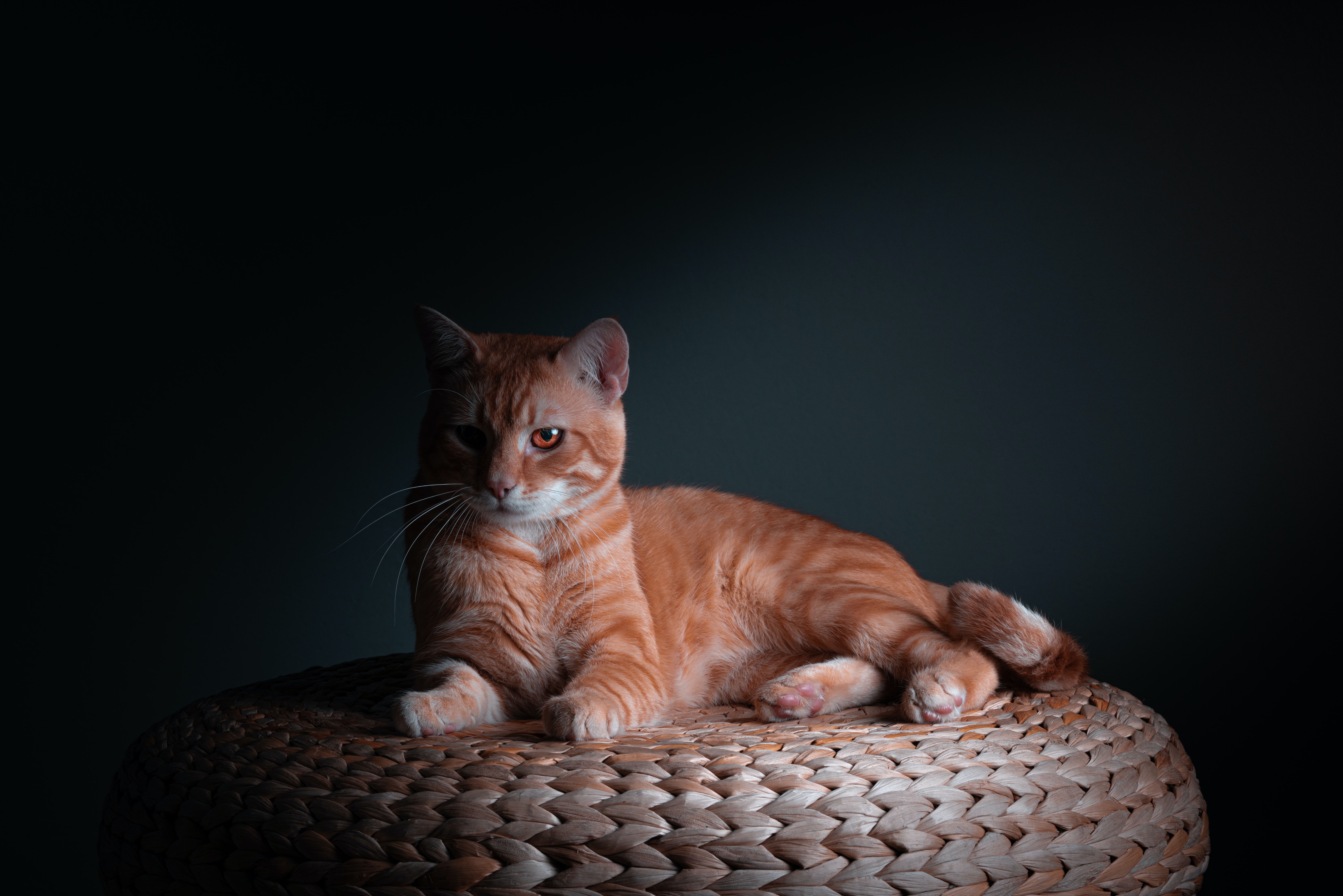 Orange tabby cat lying on a woven stool HD Wallpaper