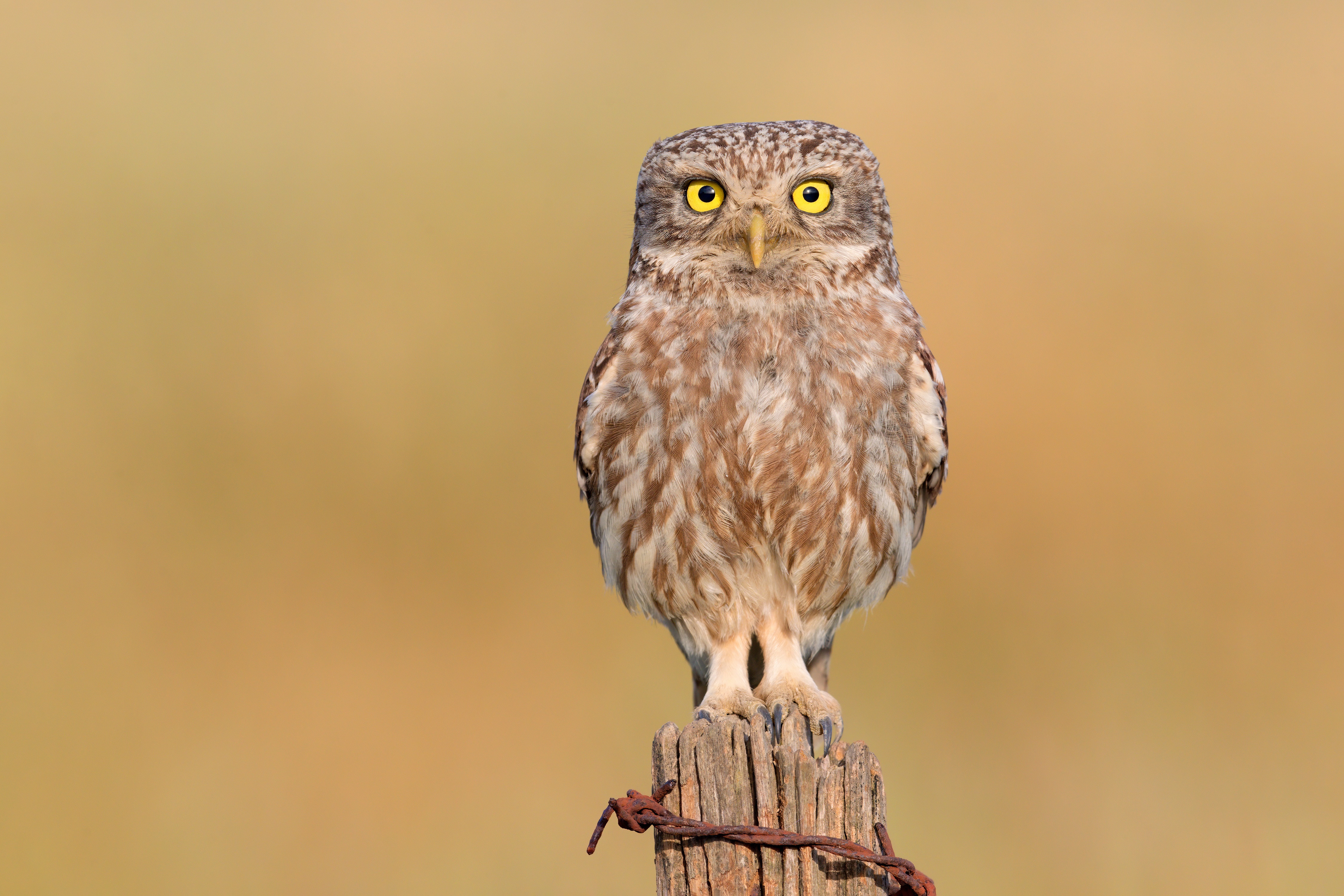Little owl perched on a wooden post HD Wallpaper