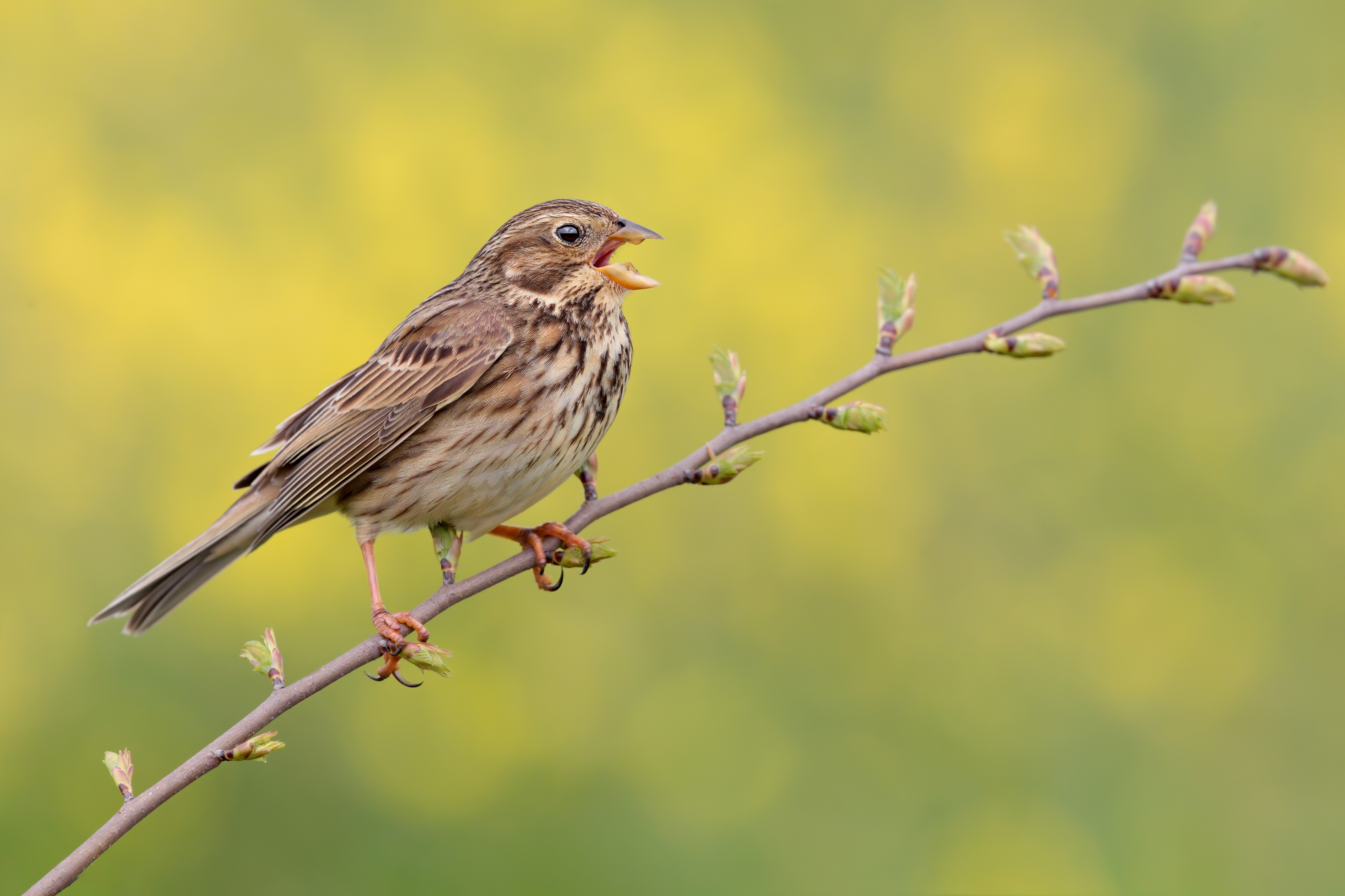 4K Corn Bunting Bird on Branch HD Wallpaper