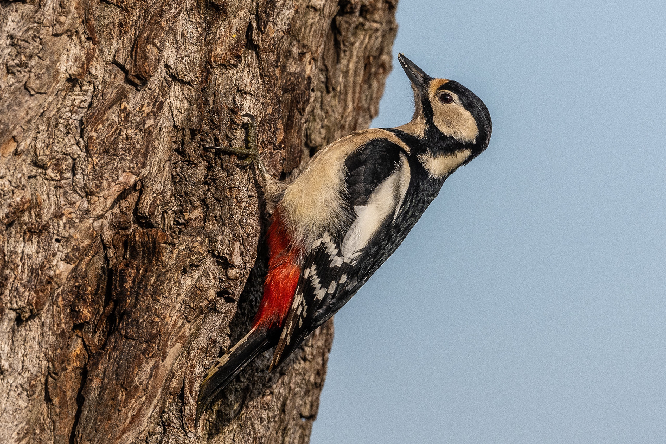 Great Spotted Woodpecker on a Tree Trunk HD Wallpaper