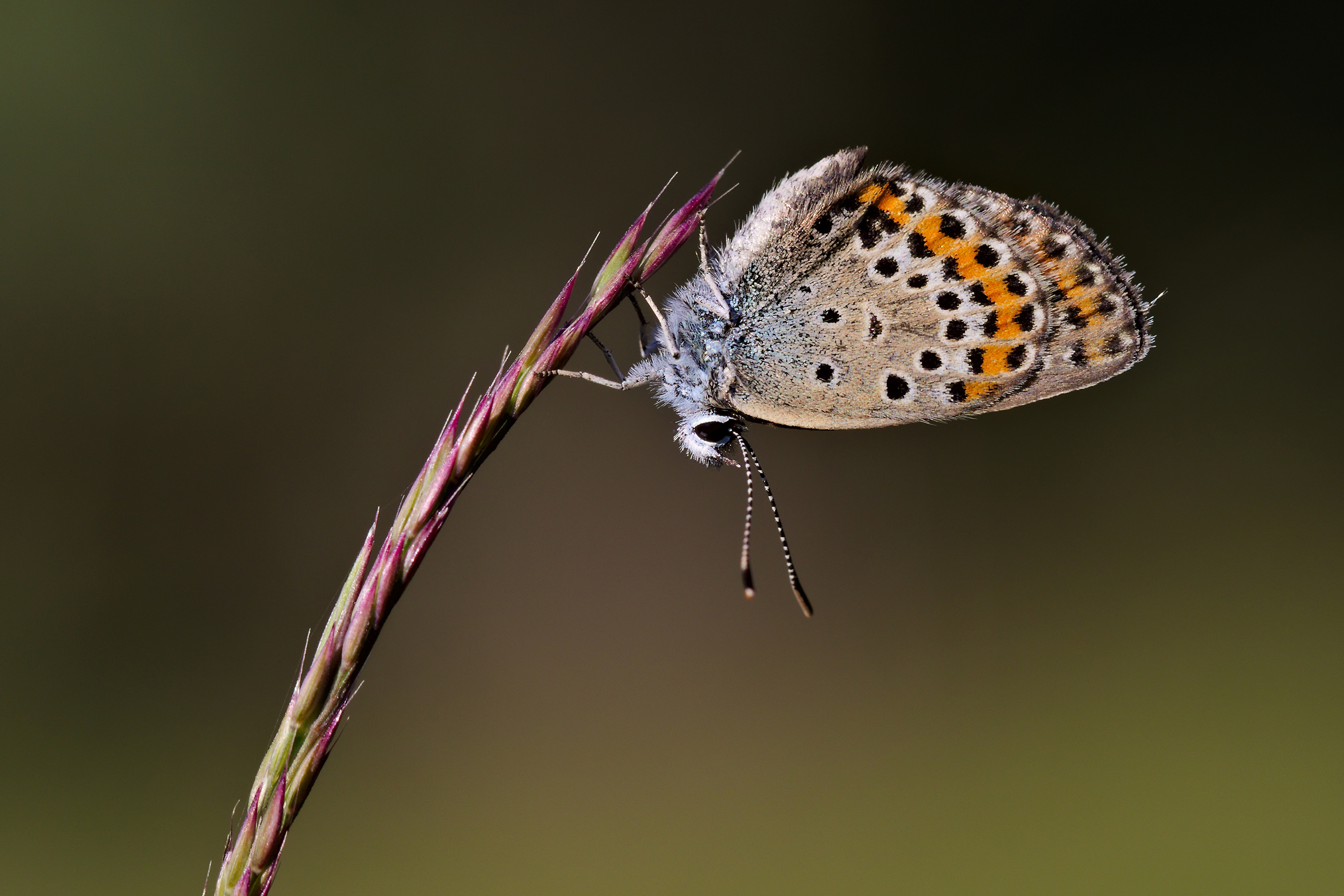 Close-up of a Plebejus Argus butterfly on a blade of grass HD Wallpaper