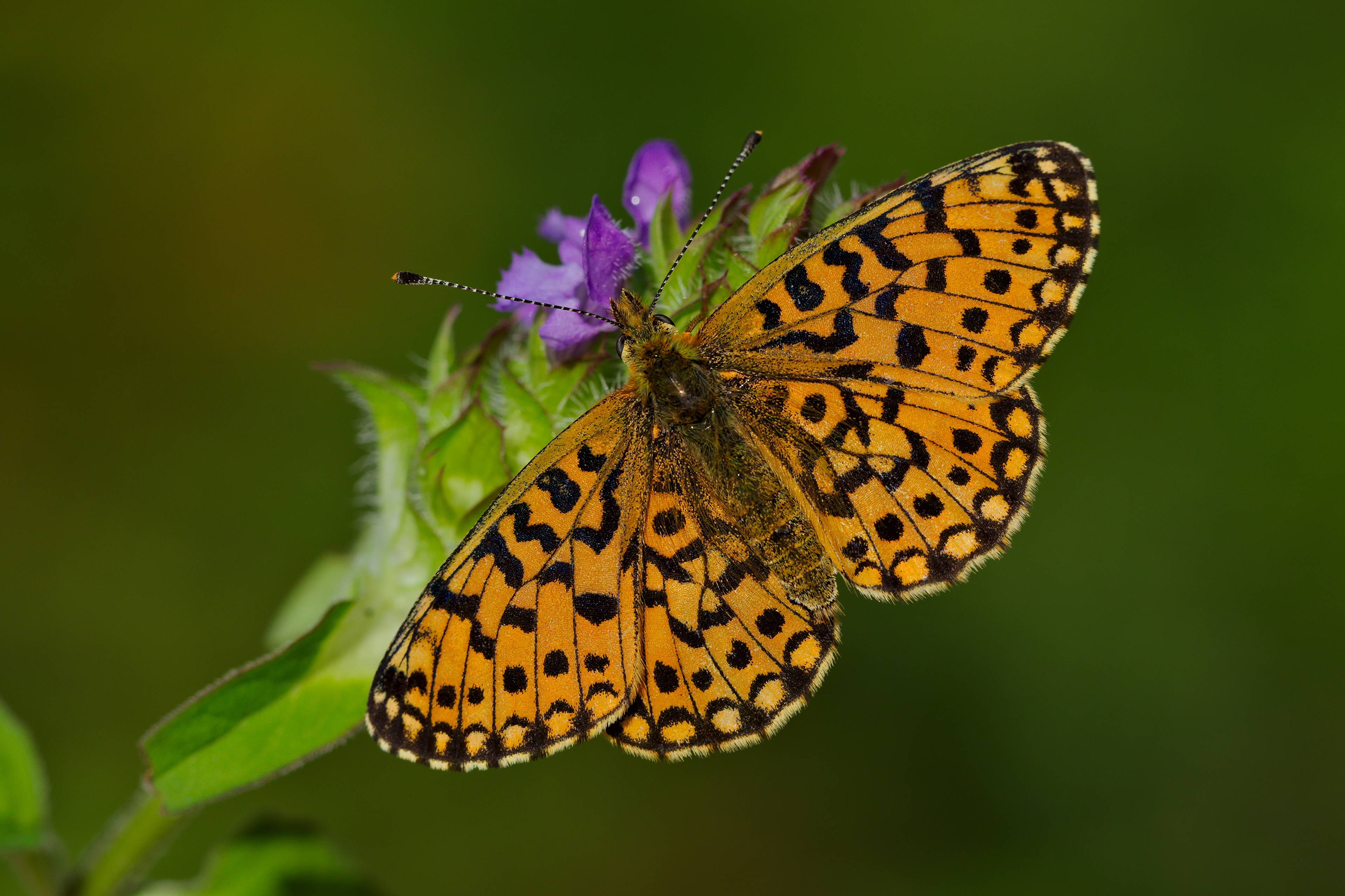 Boloria selene butterfly on purple flower HD Wallpaper