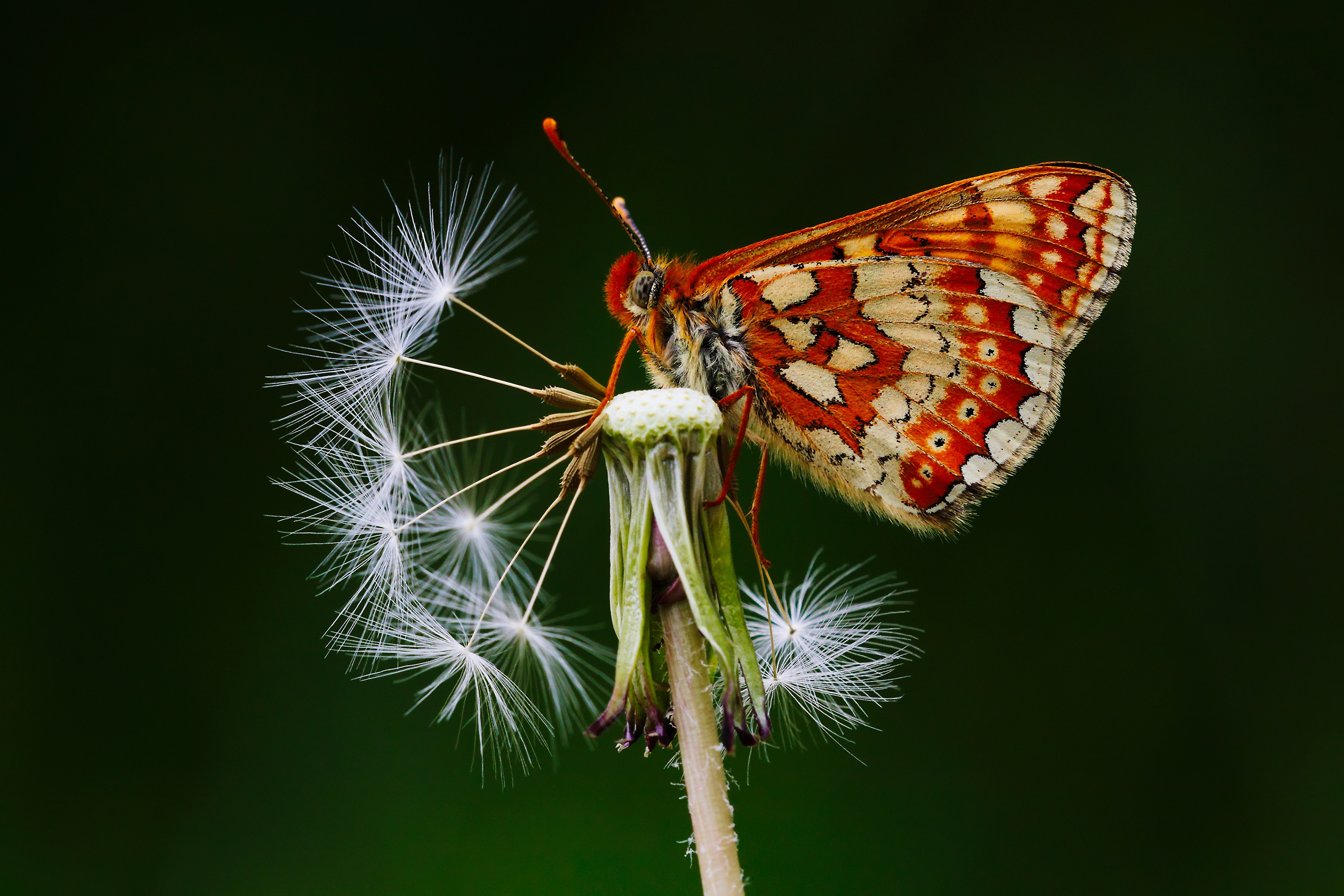 Euphydryas aurinia butterfly on a dandelion seed head HD Wallpaper