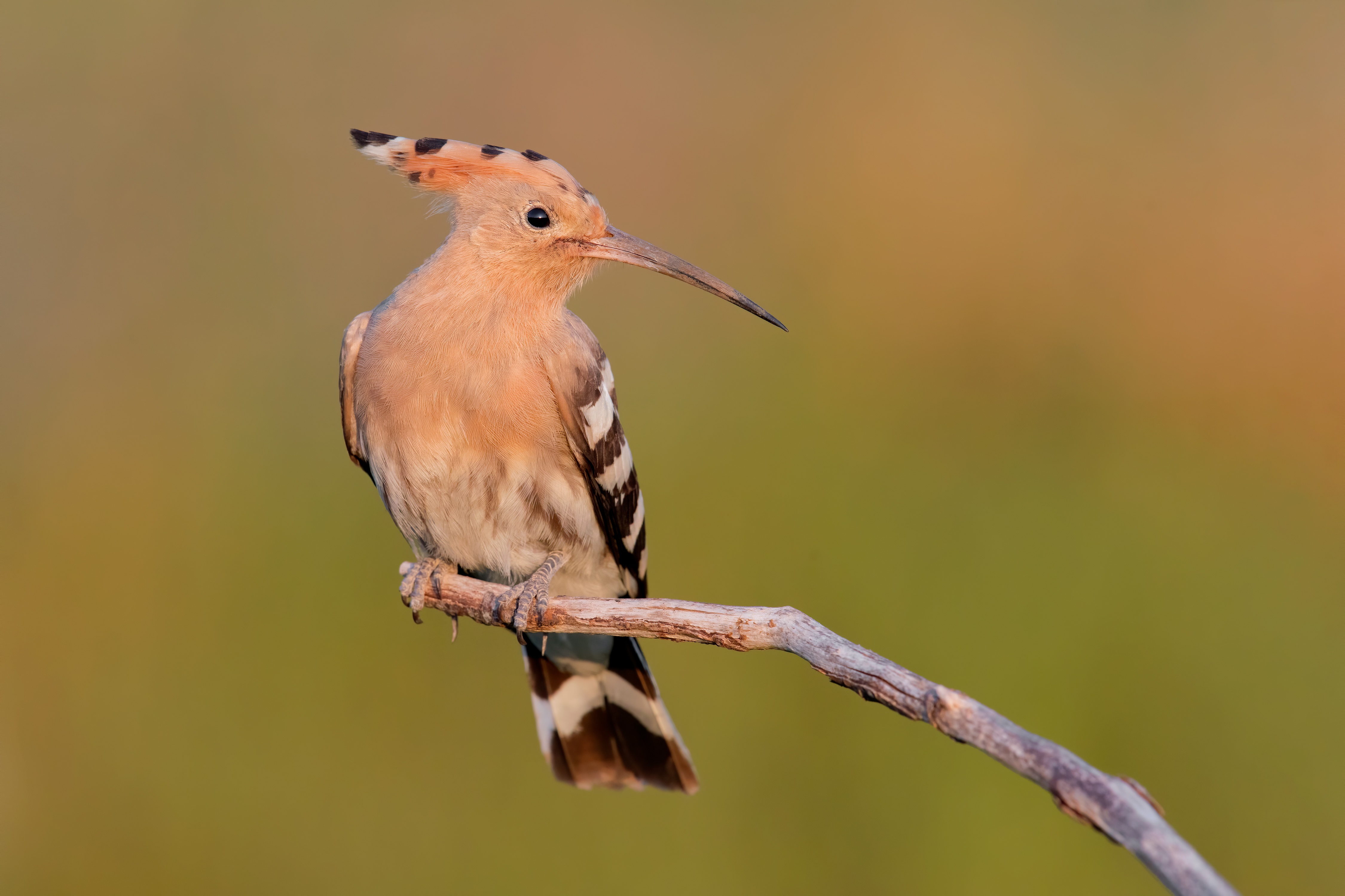 Hoopoe Bird Perched On A Branch Hd Wallpaper Rare Gallery