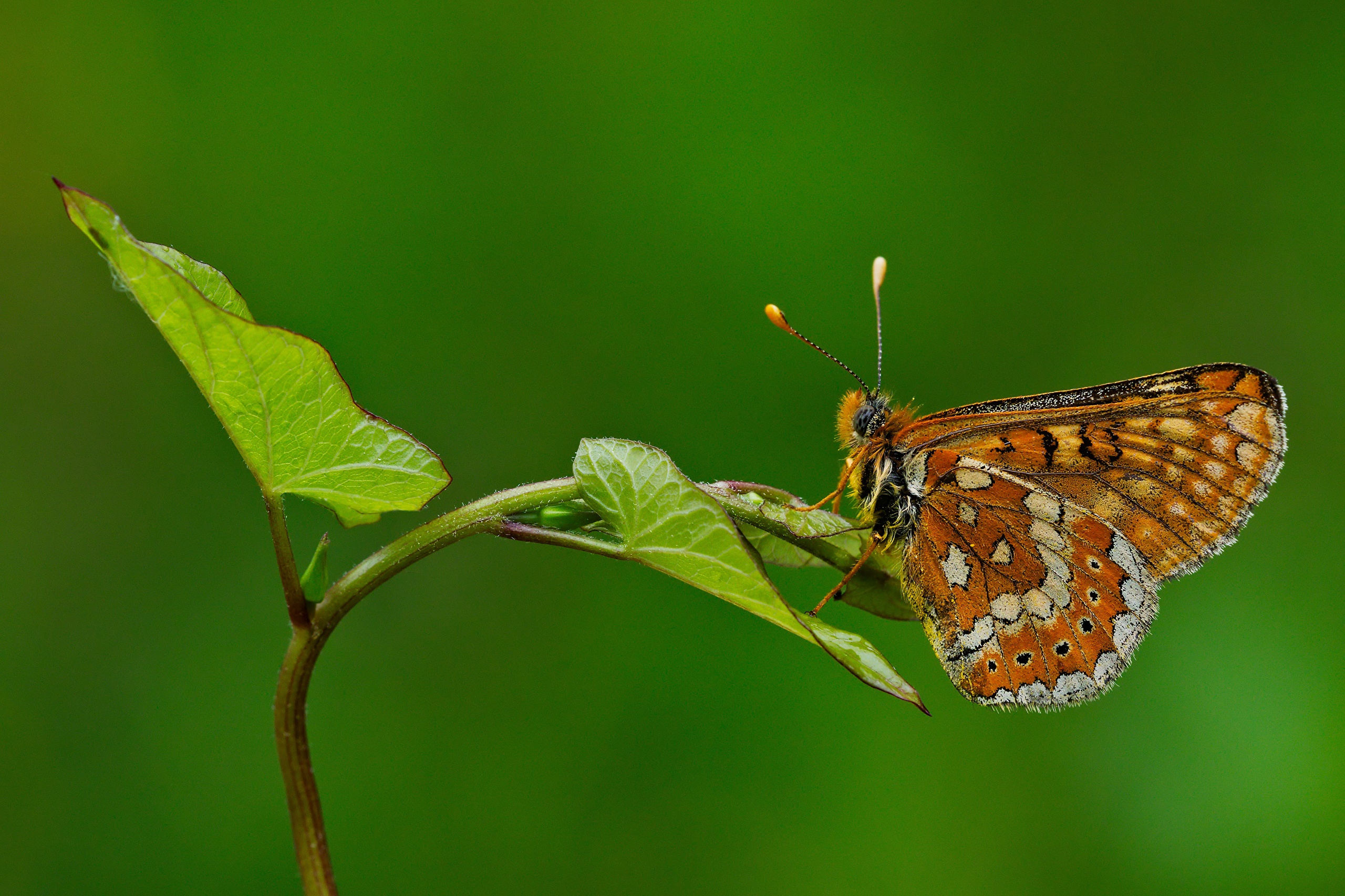 Close-up of a European Butterfly on a green leaf HD Wallpaper