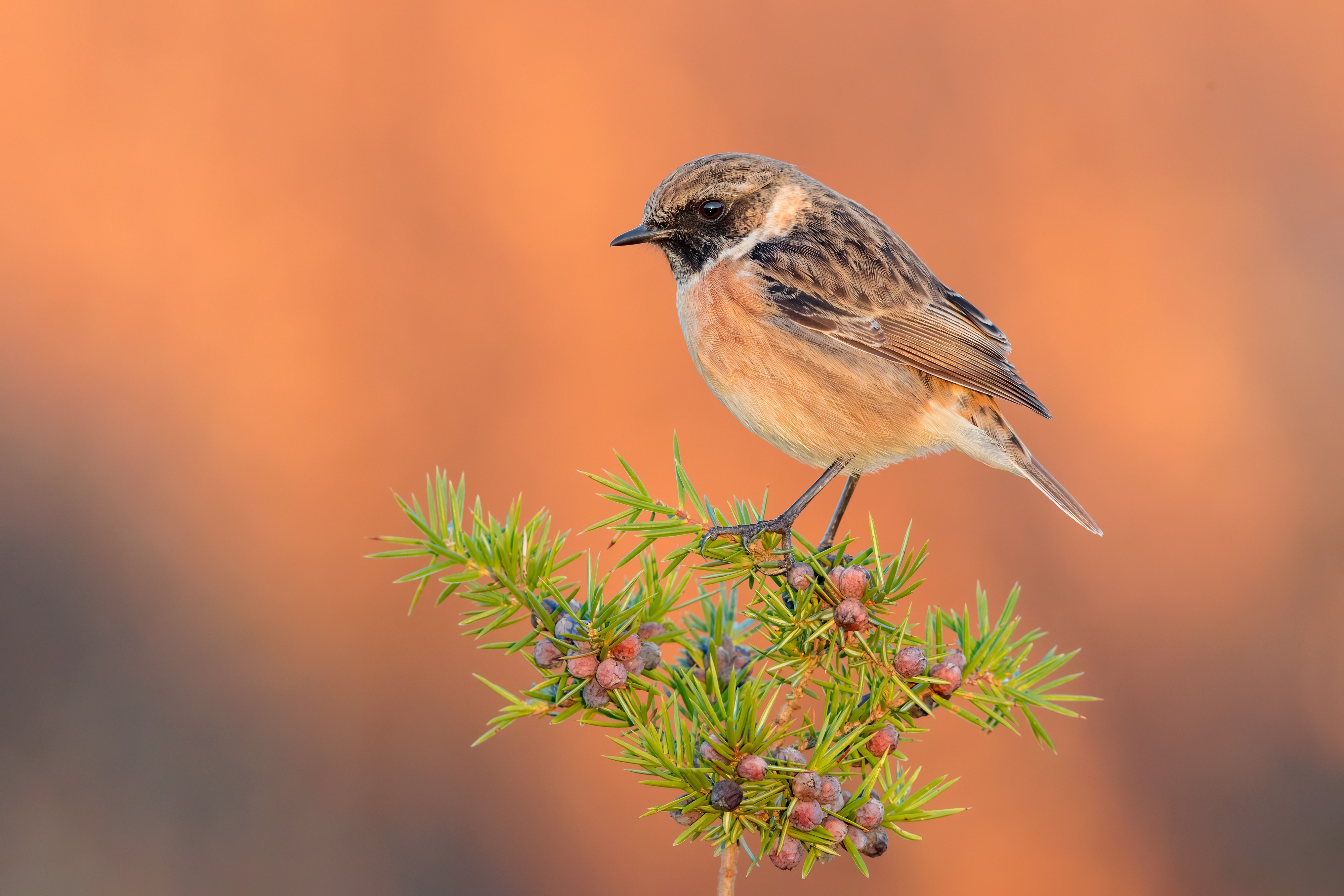 Stonechat bird on a branch with berries HD Wallpaper