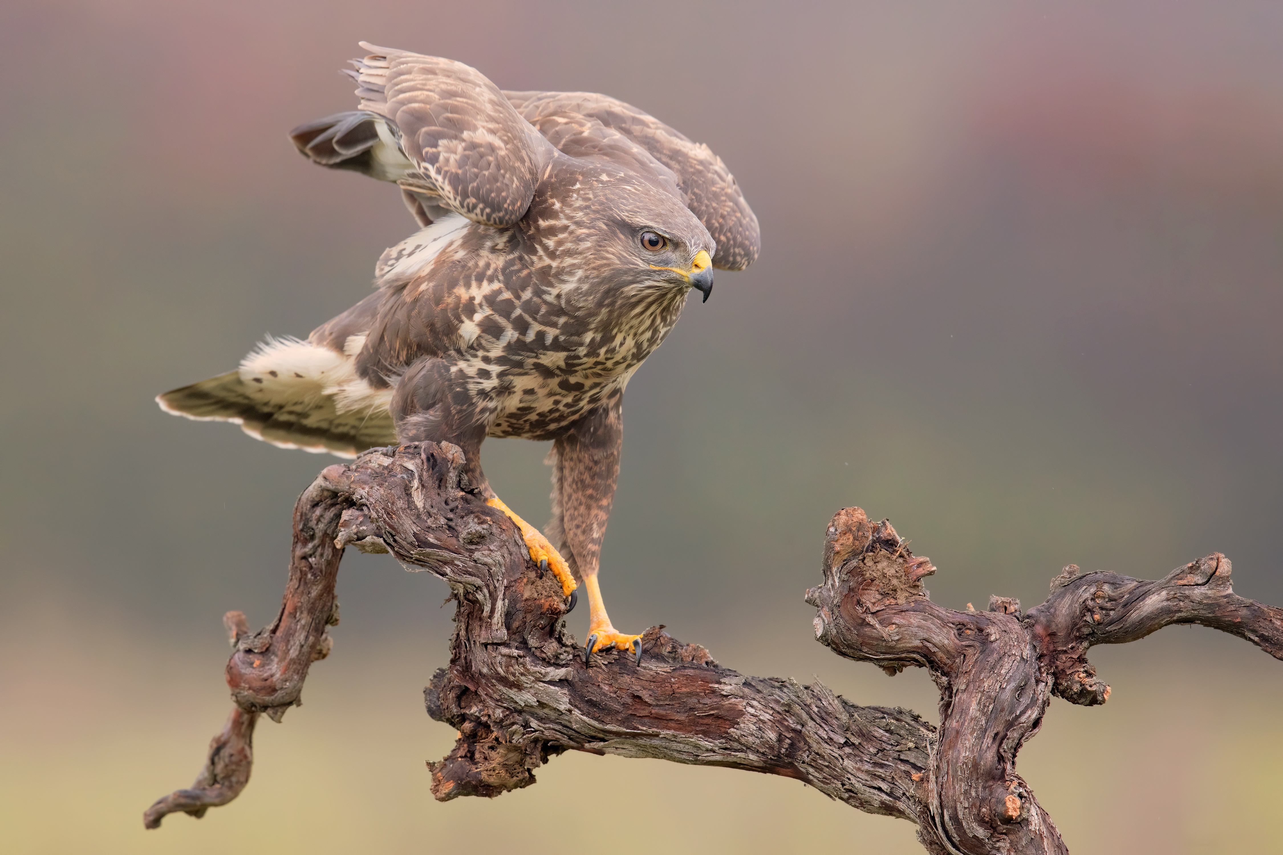 Buzzard perched on a branch HD Wallpaper