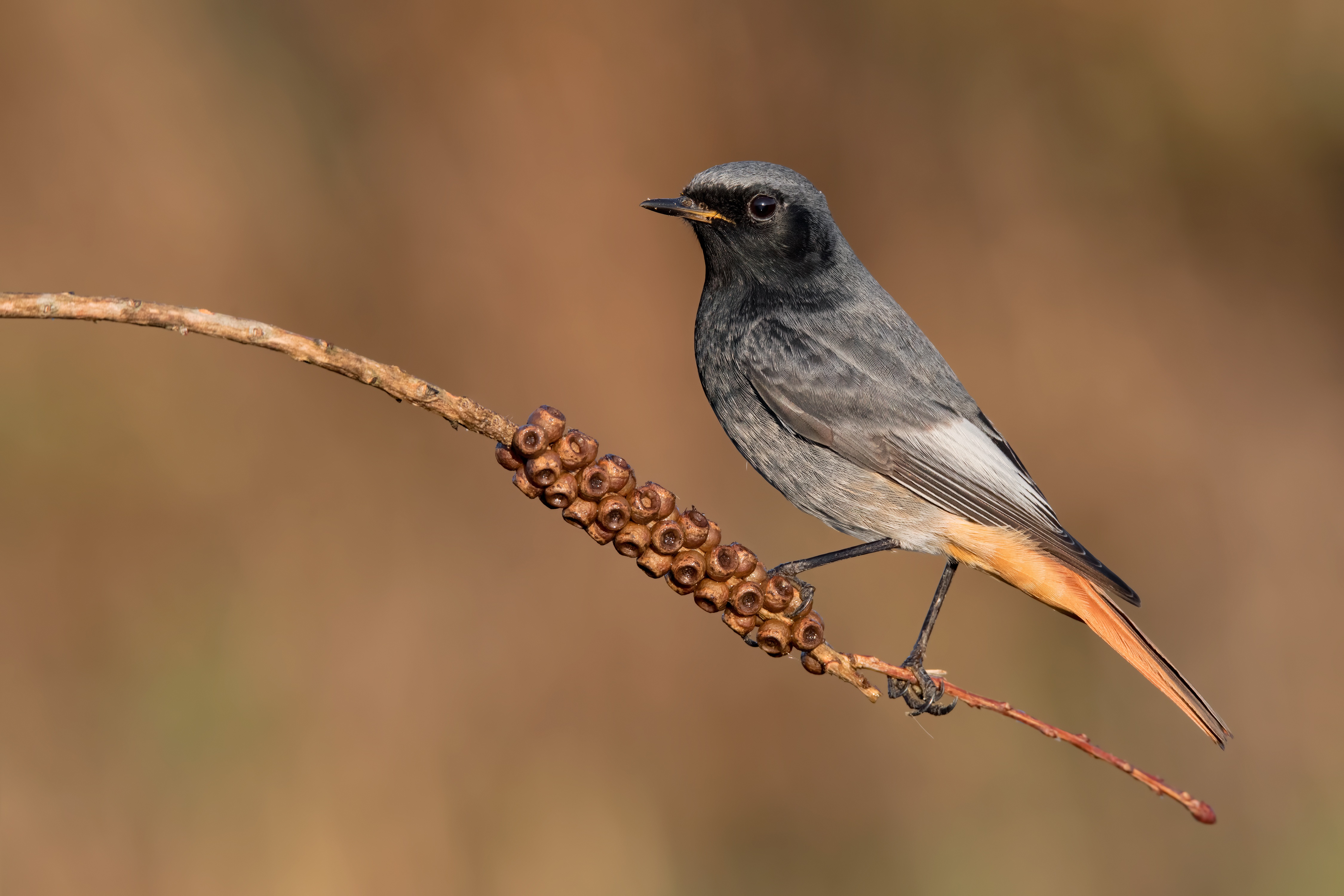 Black Redstart bird on a branch HD Wallpaper