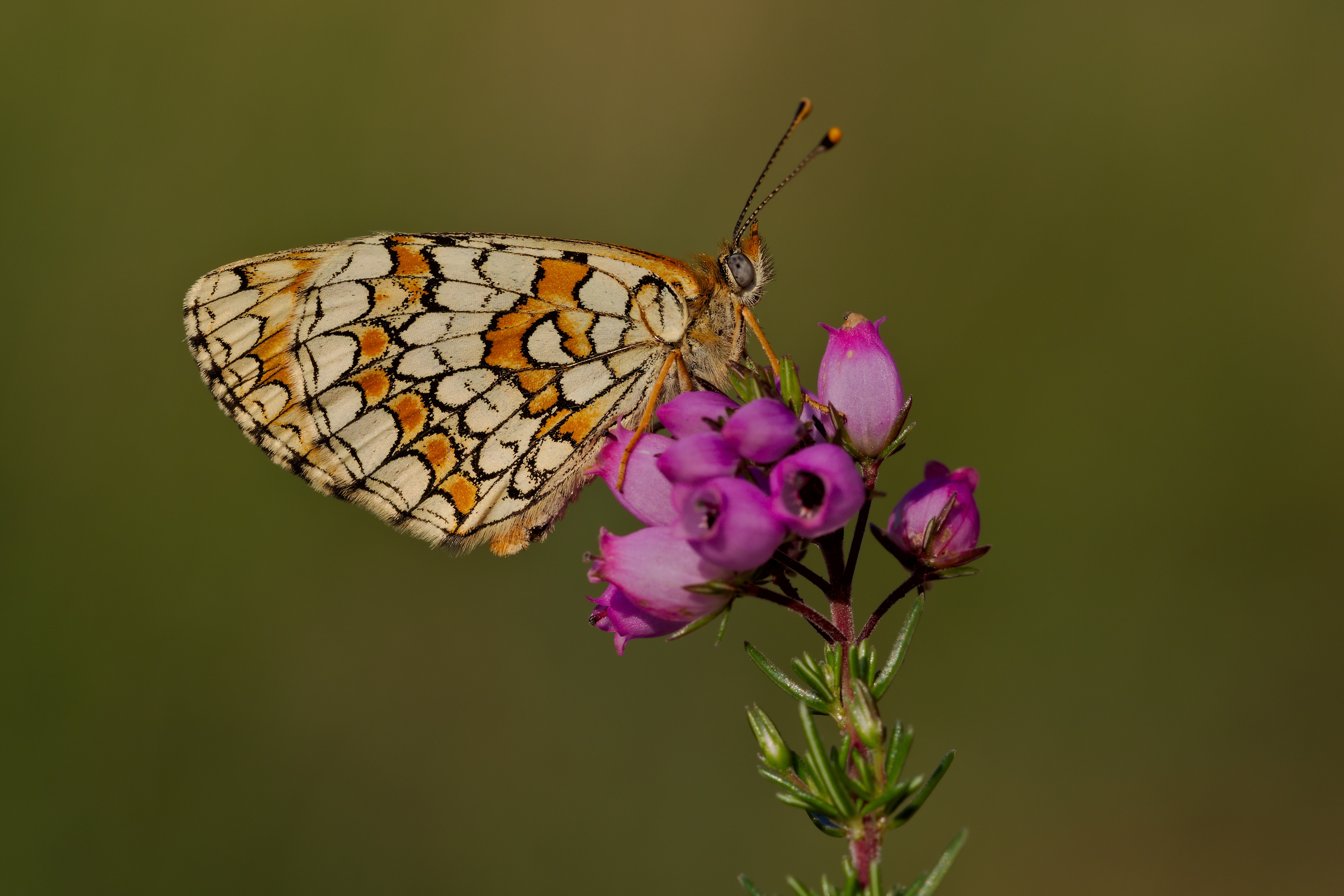 Melitaea deione butterfly on purple flowers HD Wallpaper