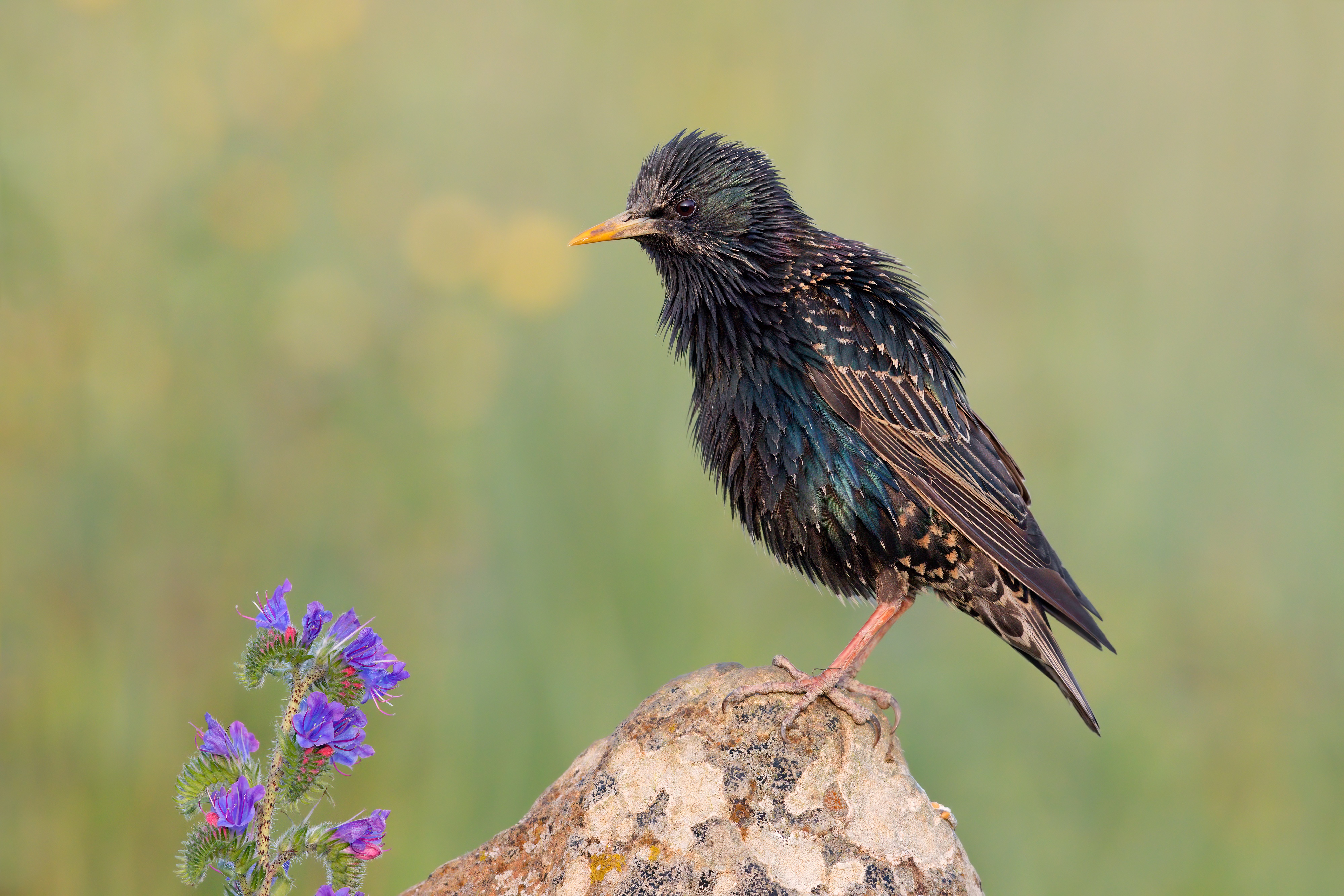 Common Starling bird on a rock with purple flowers HD Wallpaper