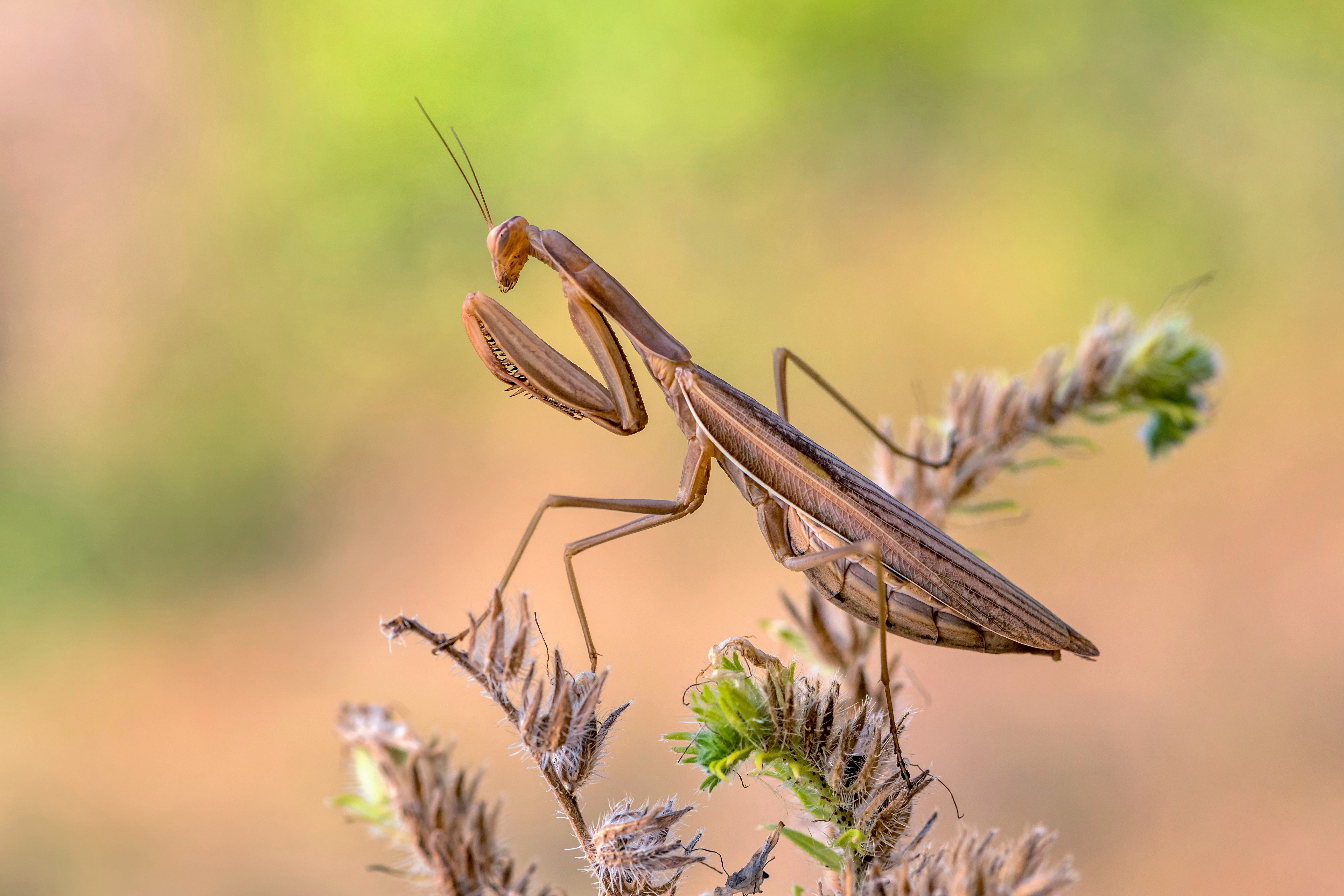 Praying Mantis on a Plant HD Wallpaper