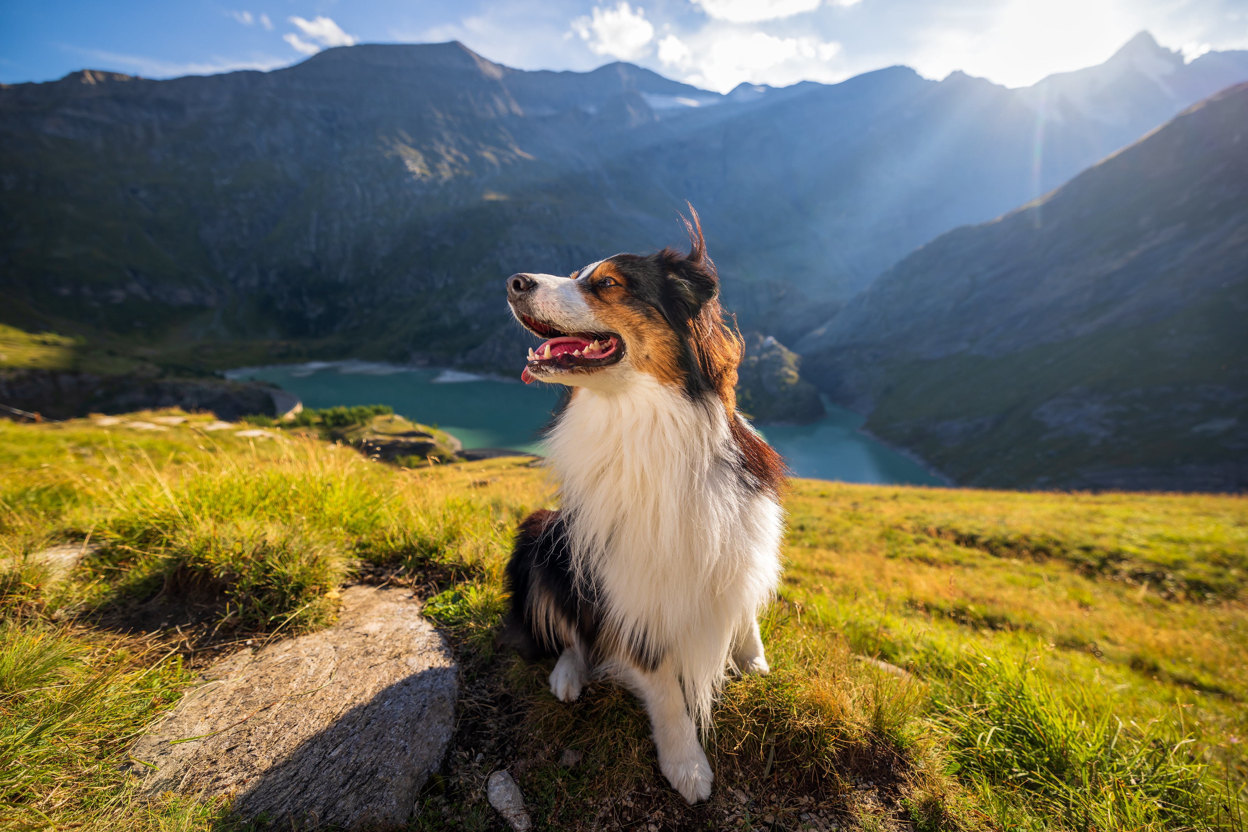 Australian Shepherd Dog in Mountains with Lake HD Wallpaper