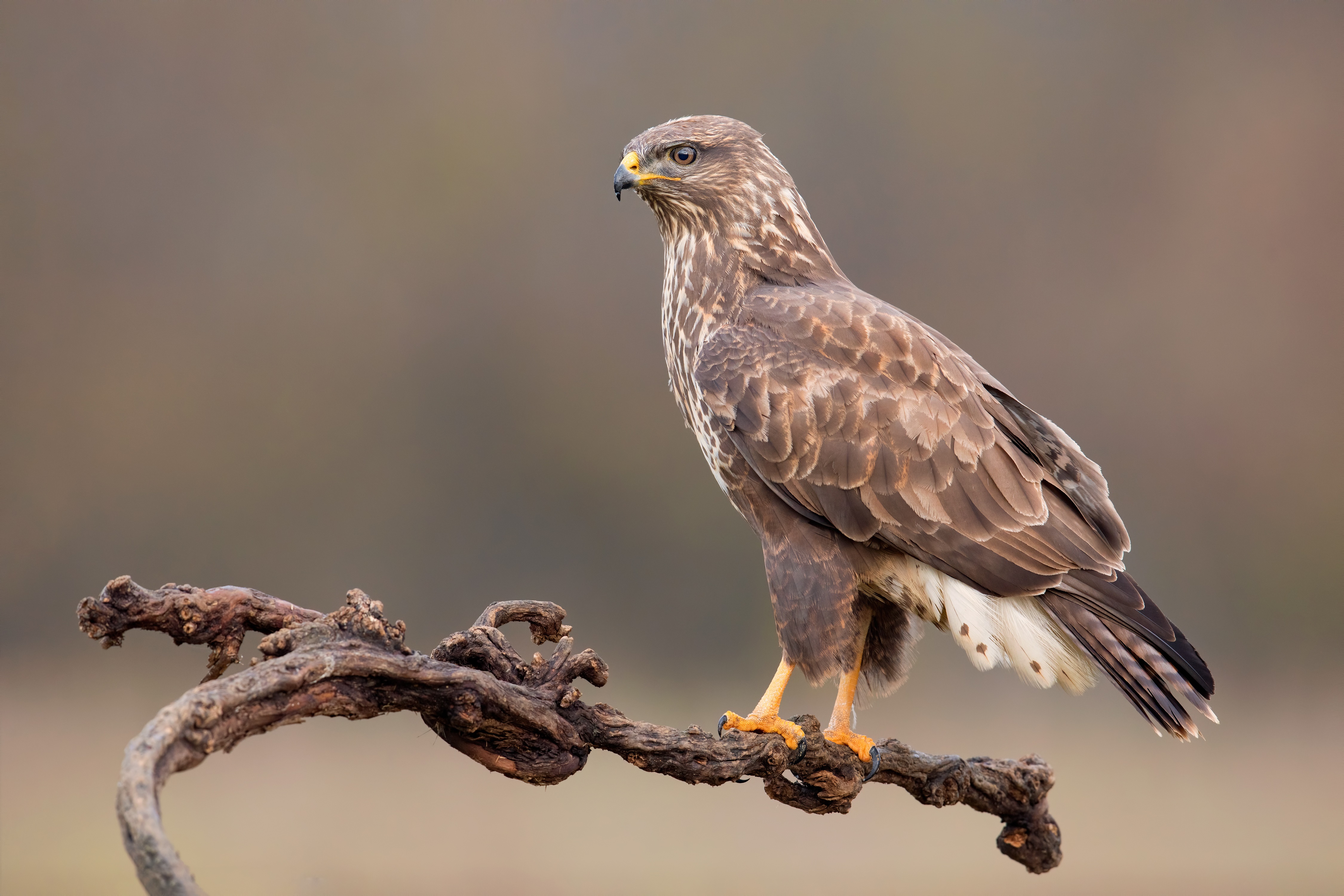 Buzzard perched on a branch HD Wallpaper