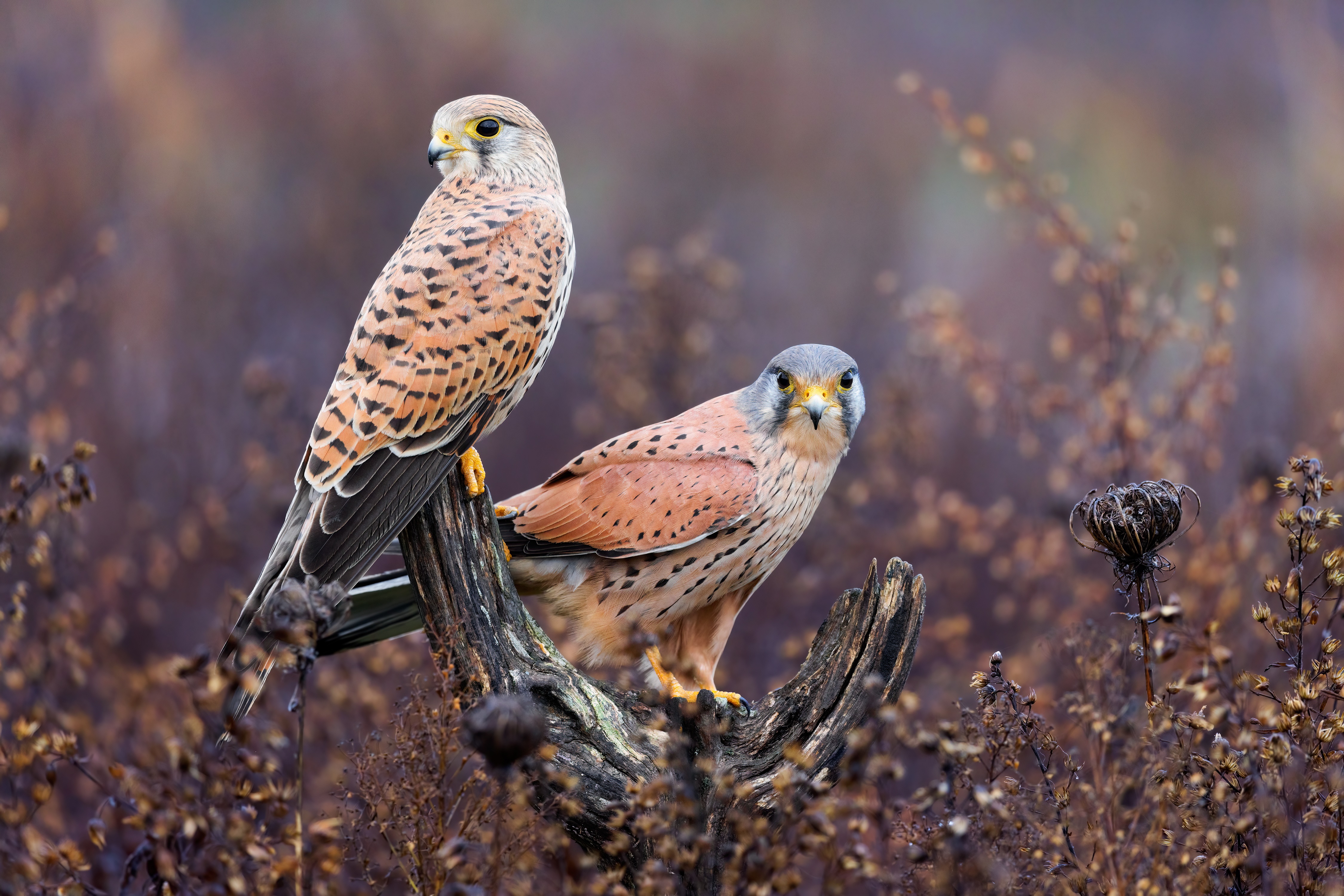 Two Common Kestrels on a Perch HD Wallpaper