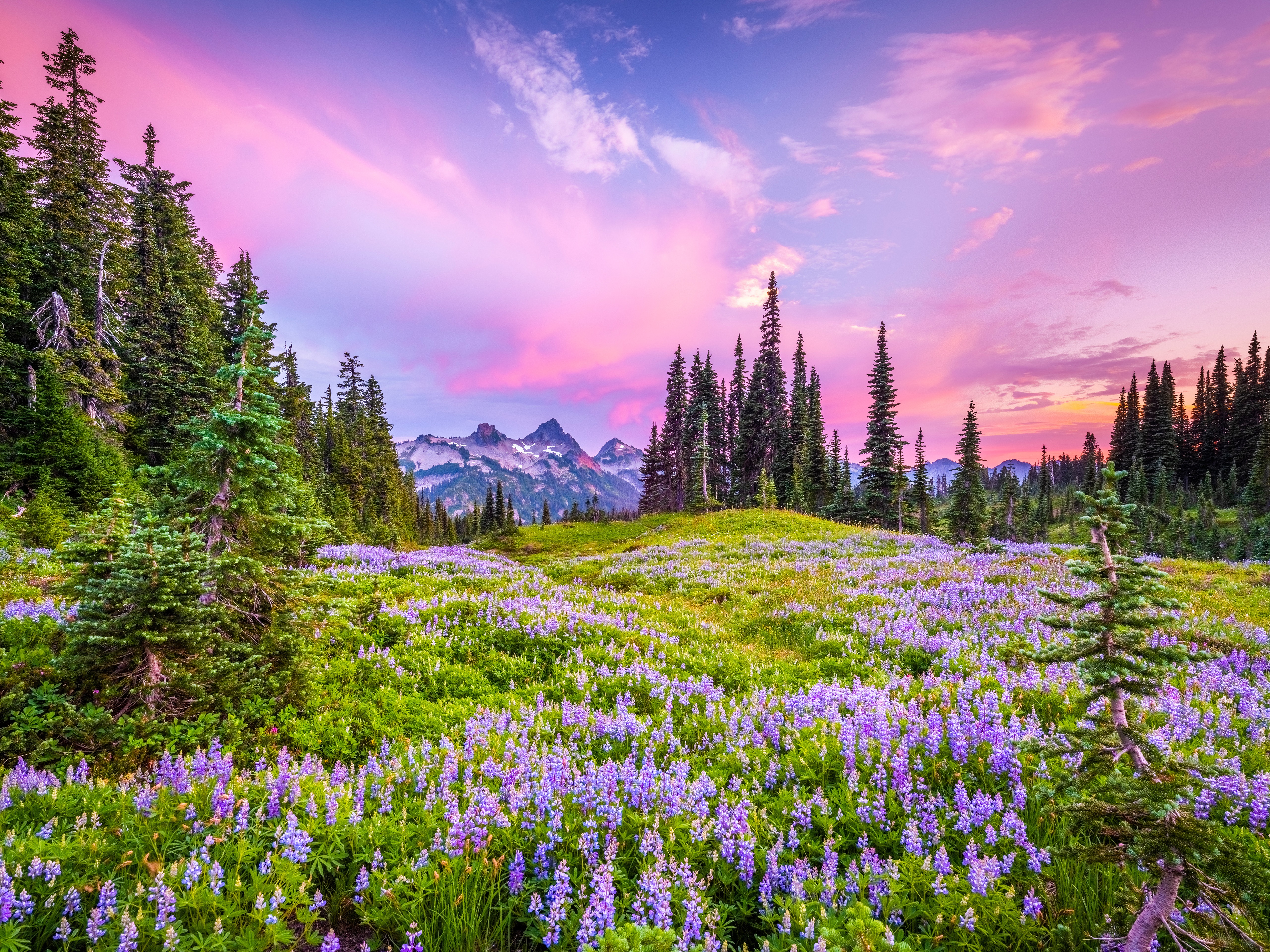 Mount Rainier National Park Wildflowers at Sunset HD Wallpaper