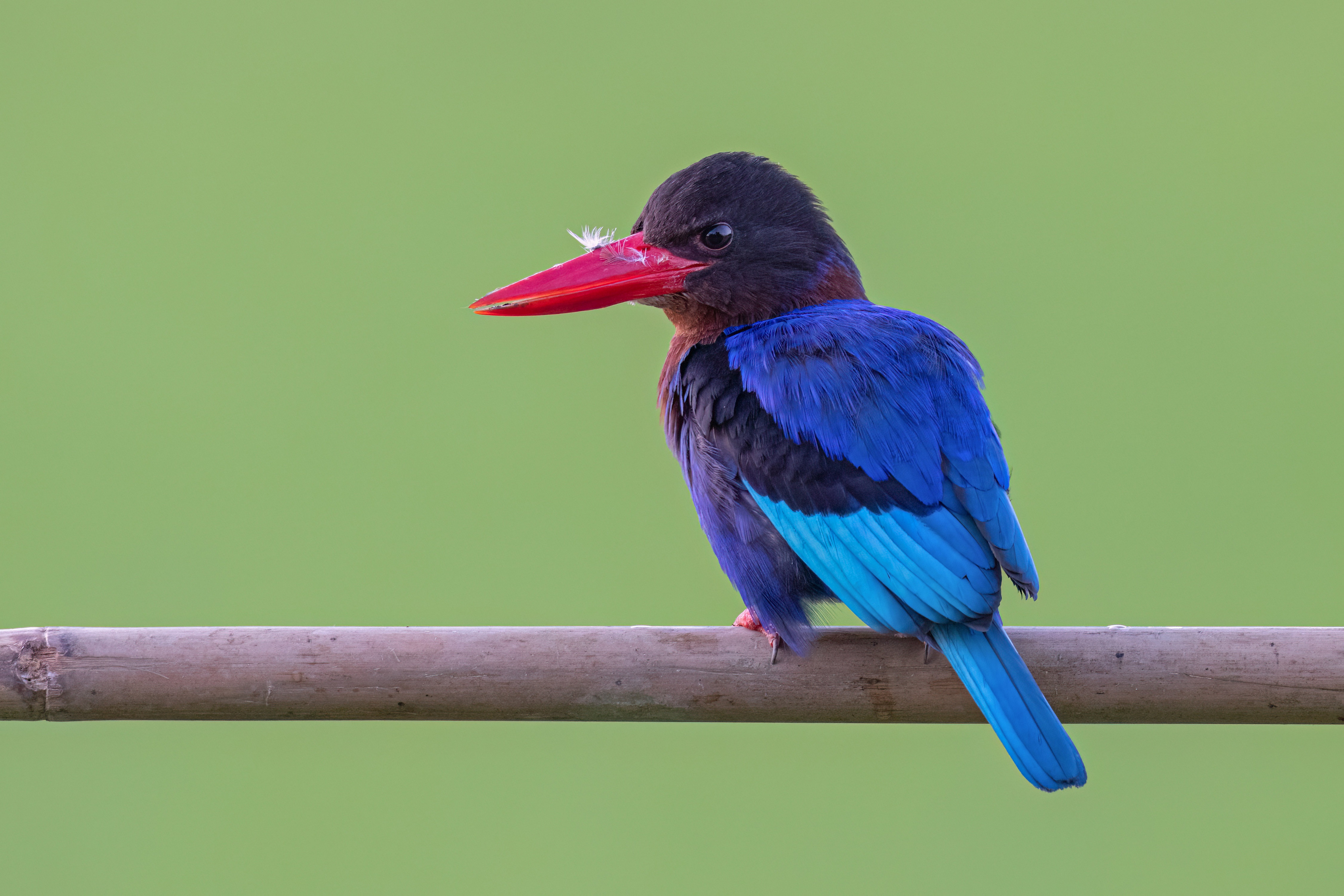 4K Javan Kingfisher Bird Closeup HD Wallpaper