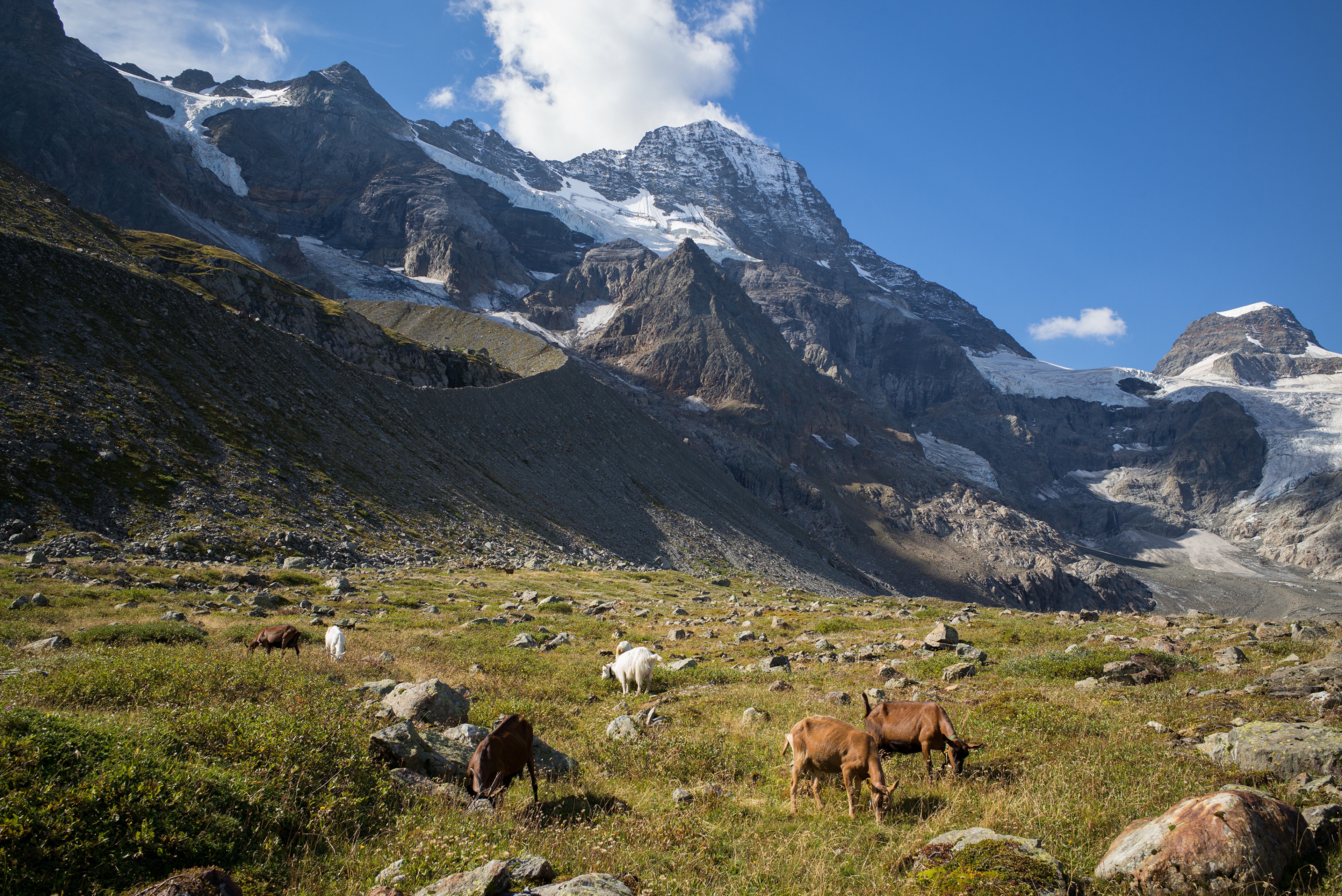 Goats grazing in the Swiss Alps with snow-capped mountains HD Wallpaper