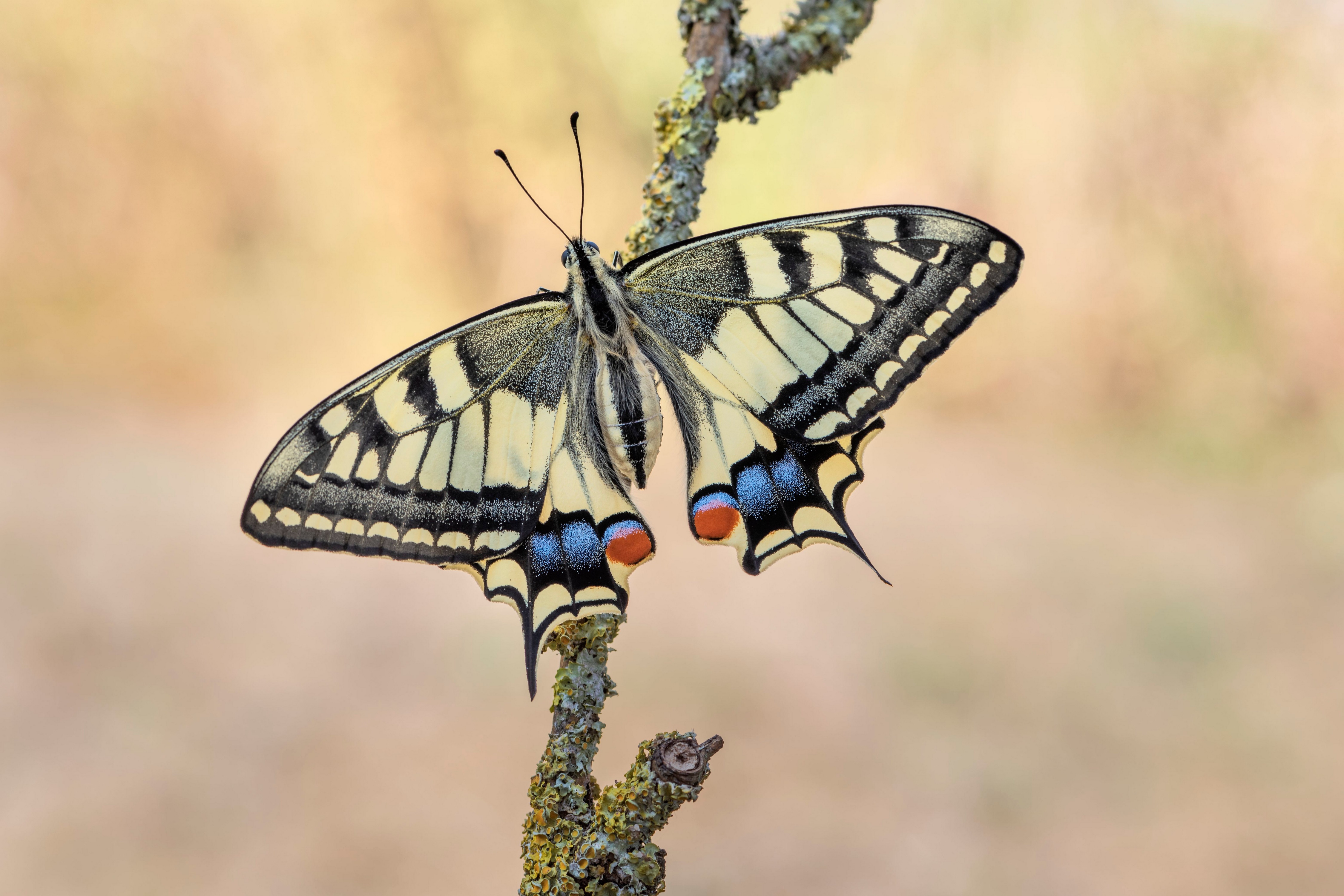 4K Swallowtail Butterfly on Branch HD Wallpaper