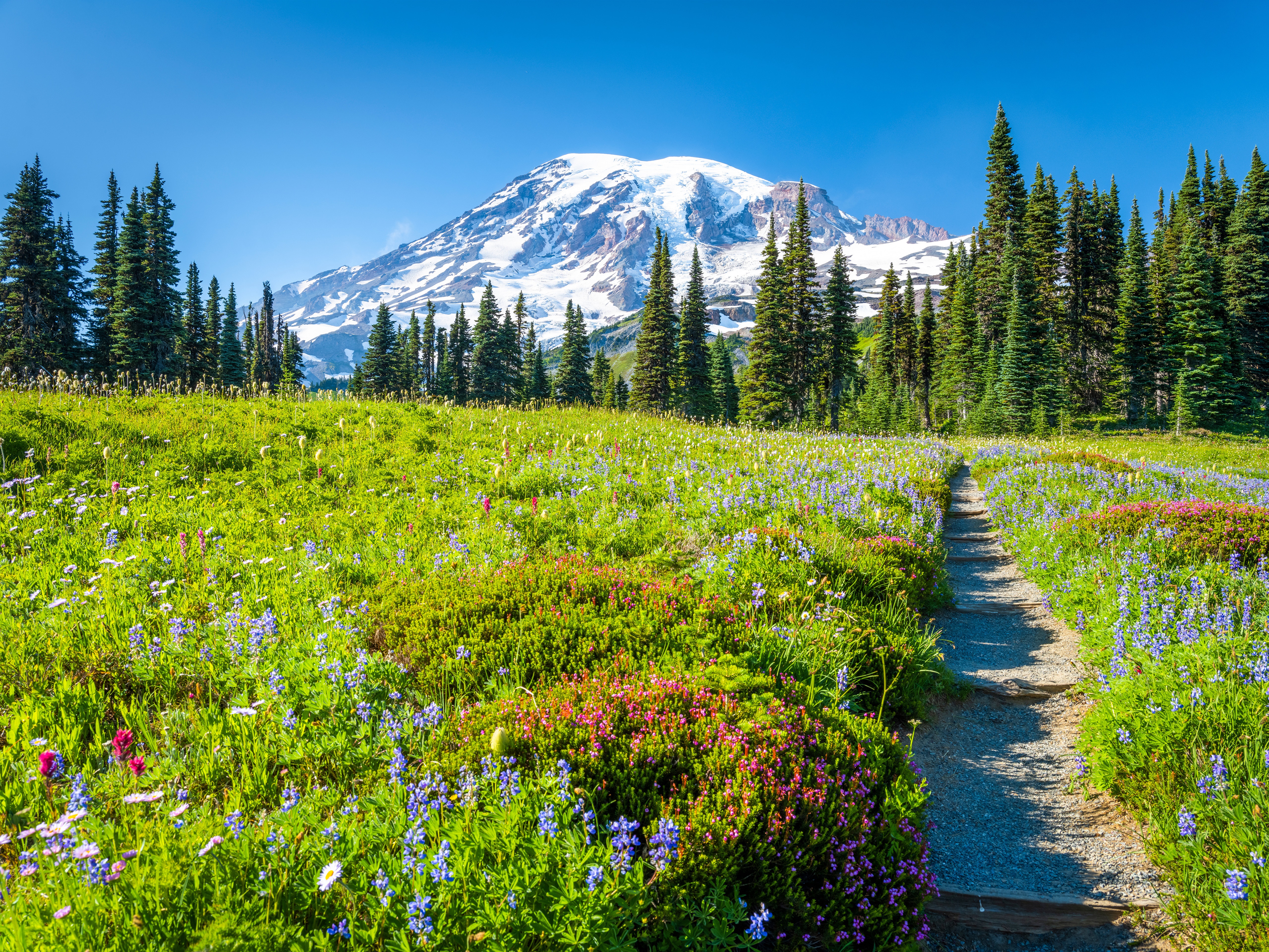 Mount Rainier National Park with Wildflowers and Path HD Wallpaper