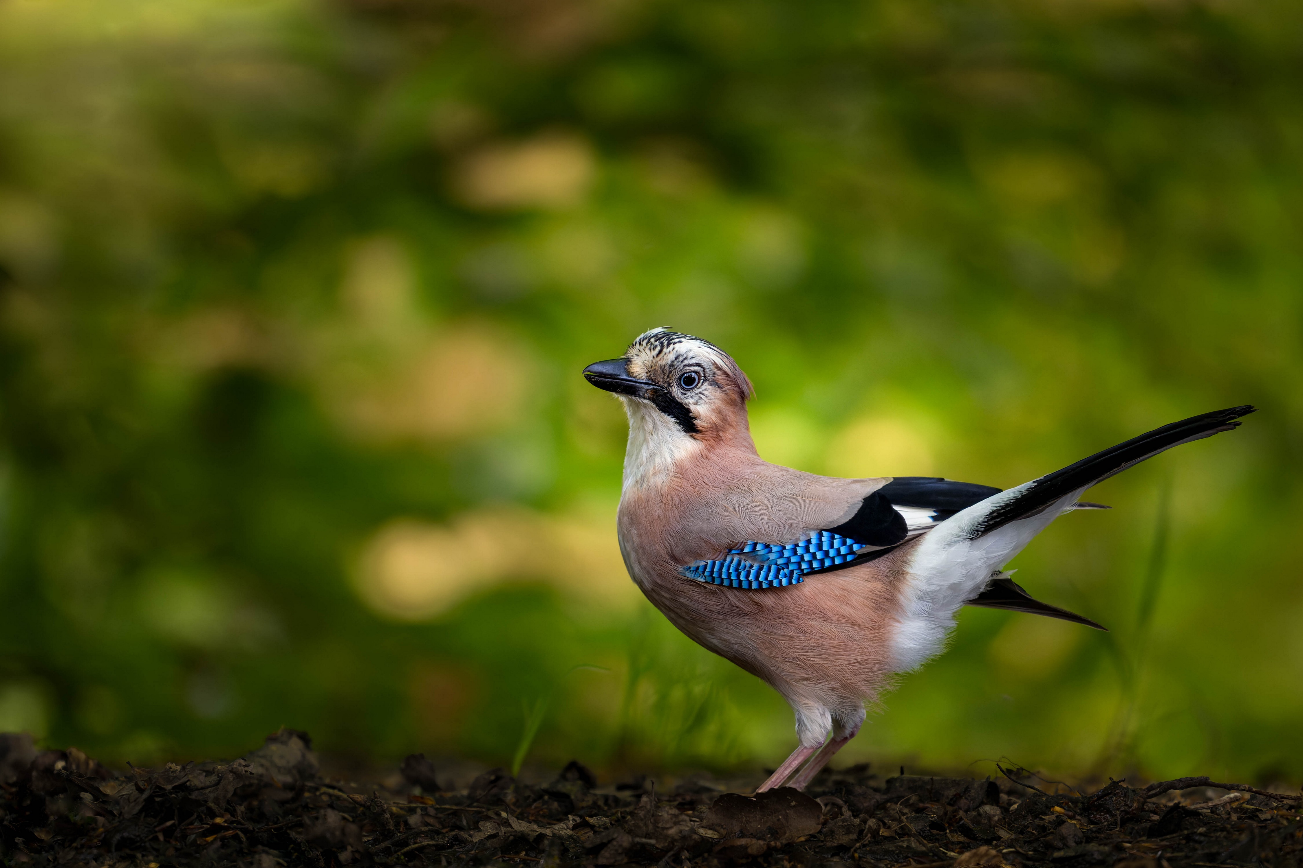 Jay bird in a forest with bokeh background HD Wallpaper