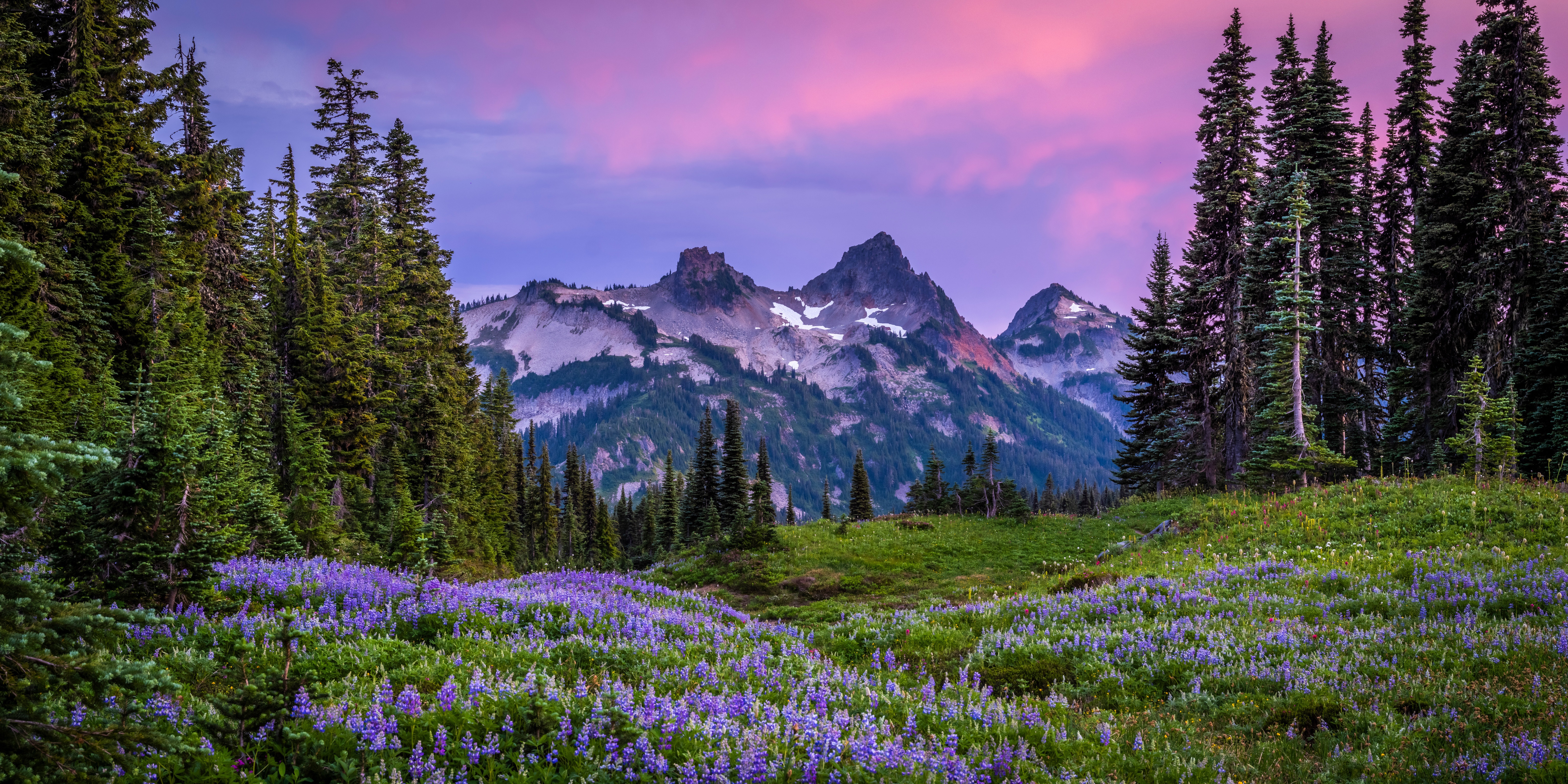 Mount Rainier National Park with Purple Flowers and Mountains HD Wallpaper