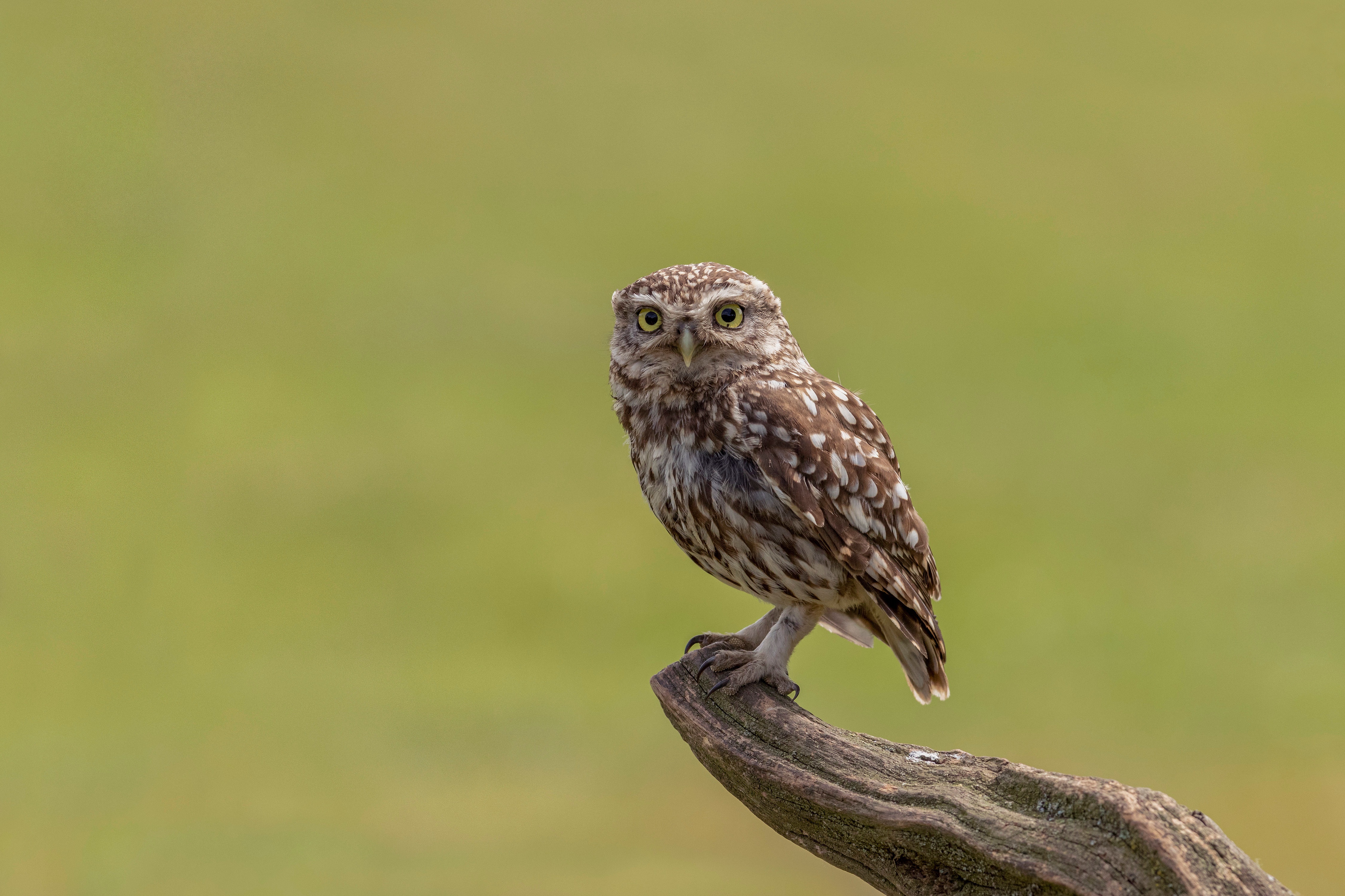 Little Owl perched on a branch HD Wallpaper