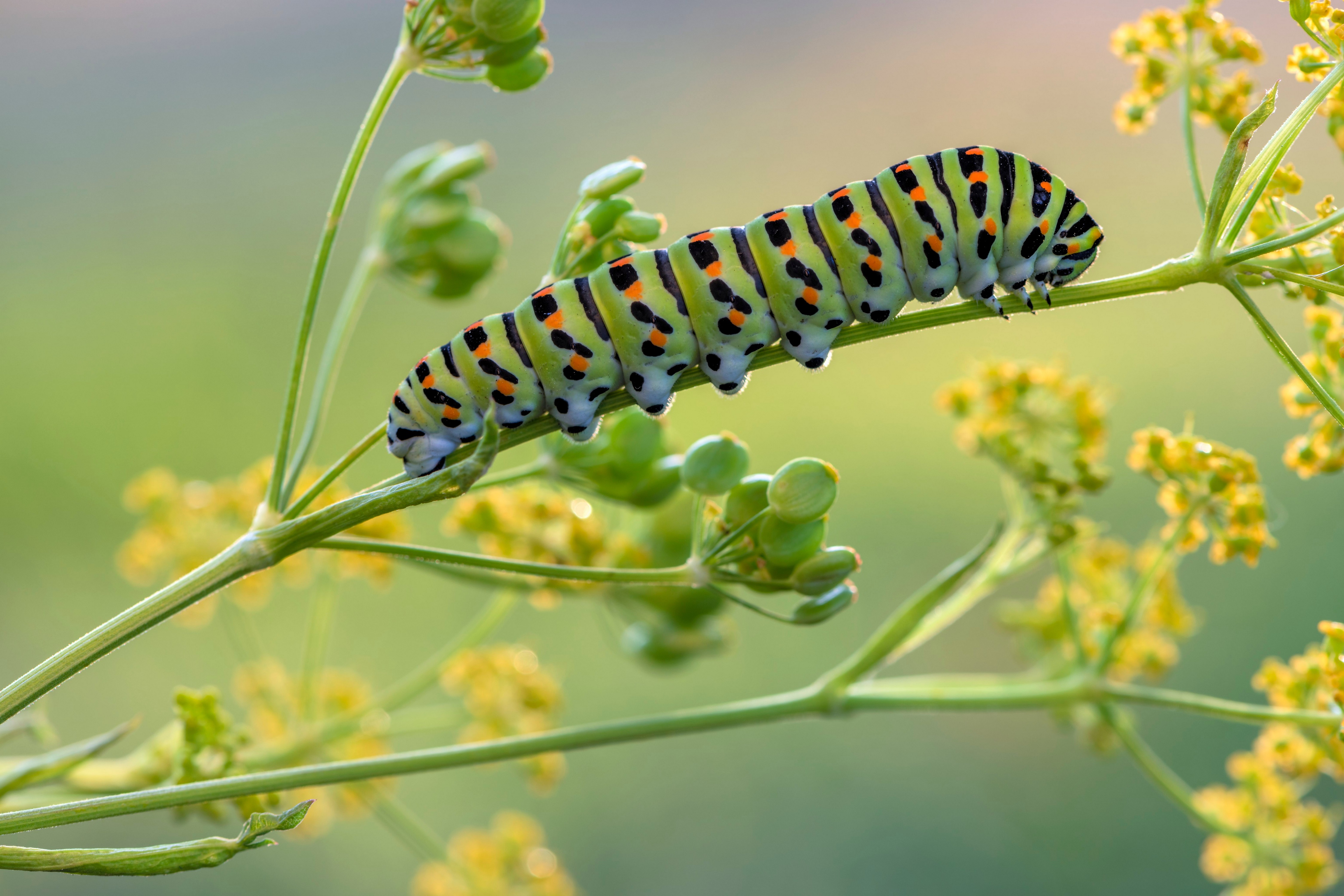 Swallowtail Caterpillar on a Plant HD Wallpaper