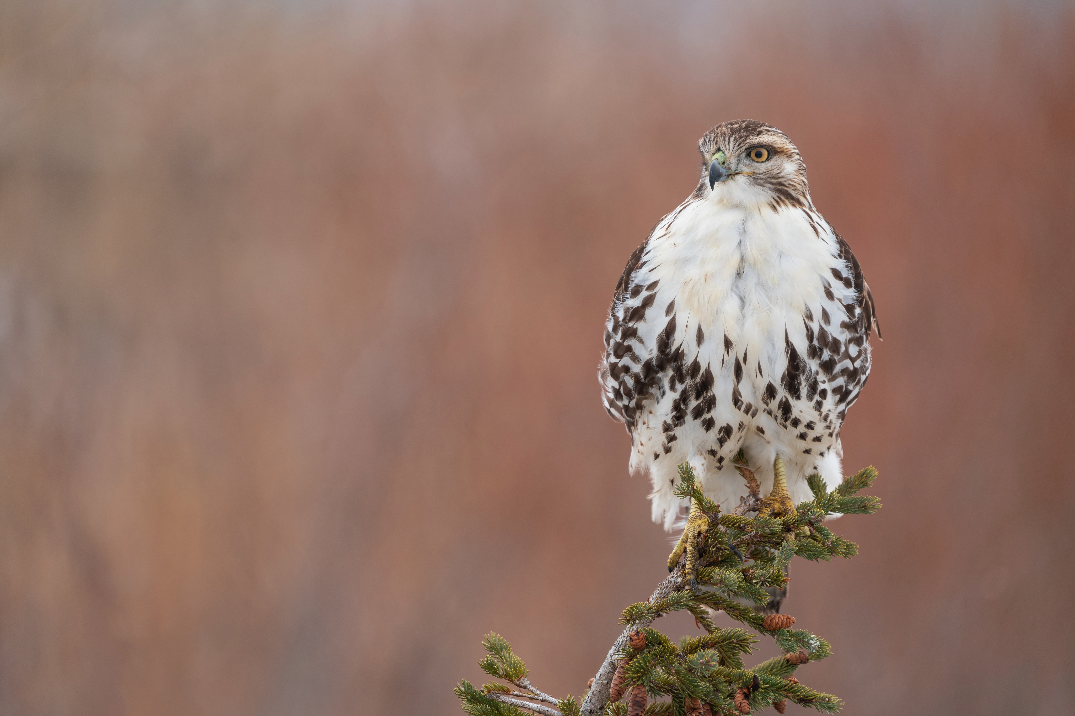 Red-tailed hawk perched on a pine branch HD Wallpaper