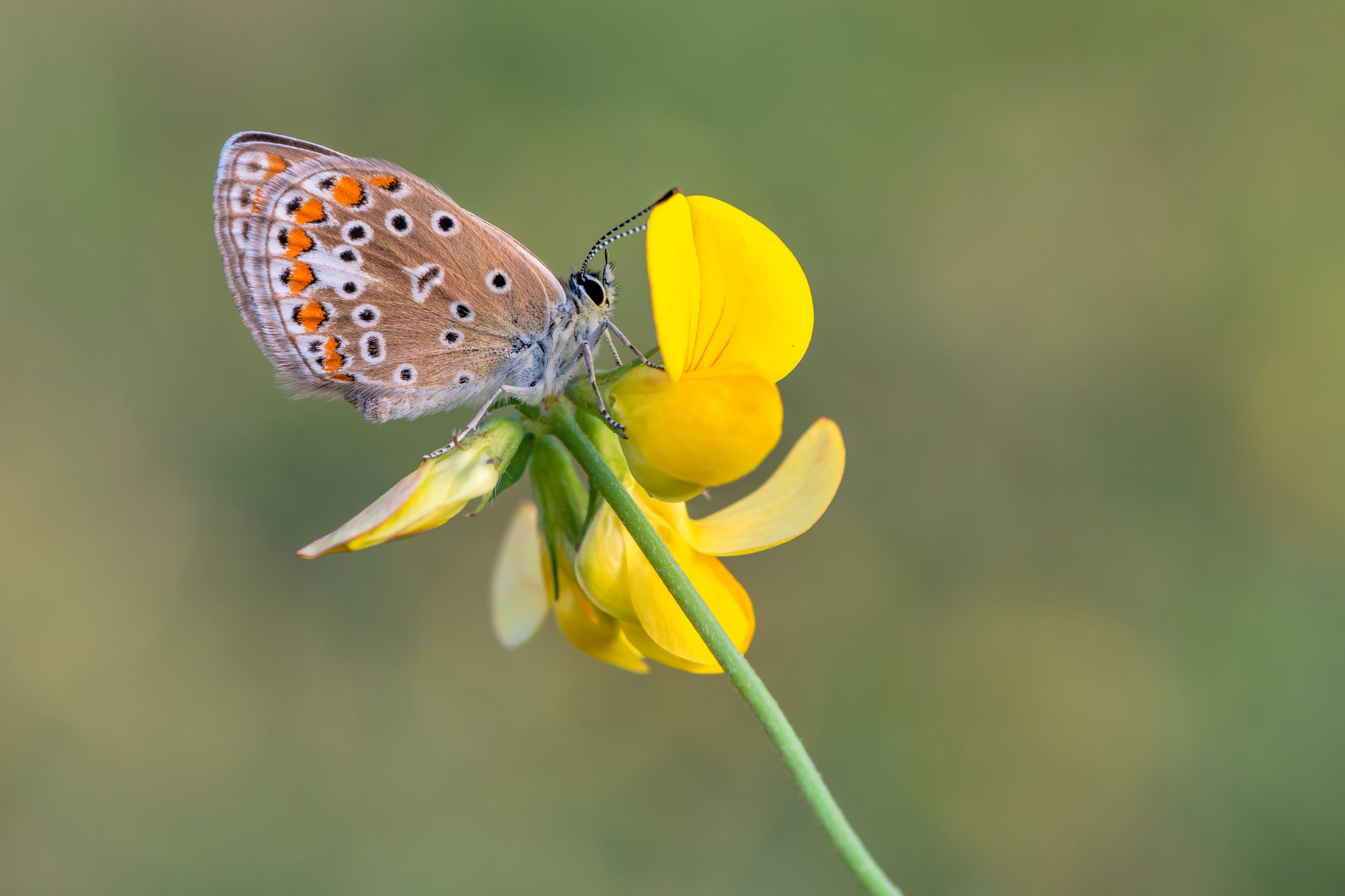Polyommatus Icarus butterfly on a yellow flower HD Wallpaper