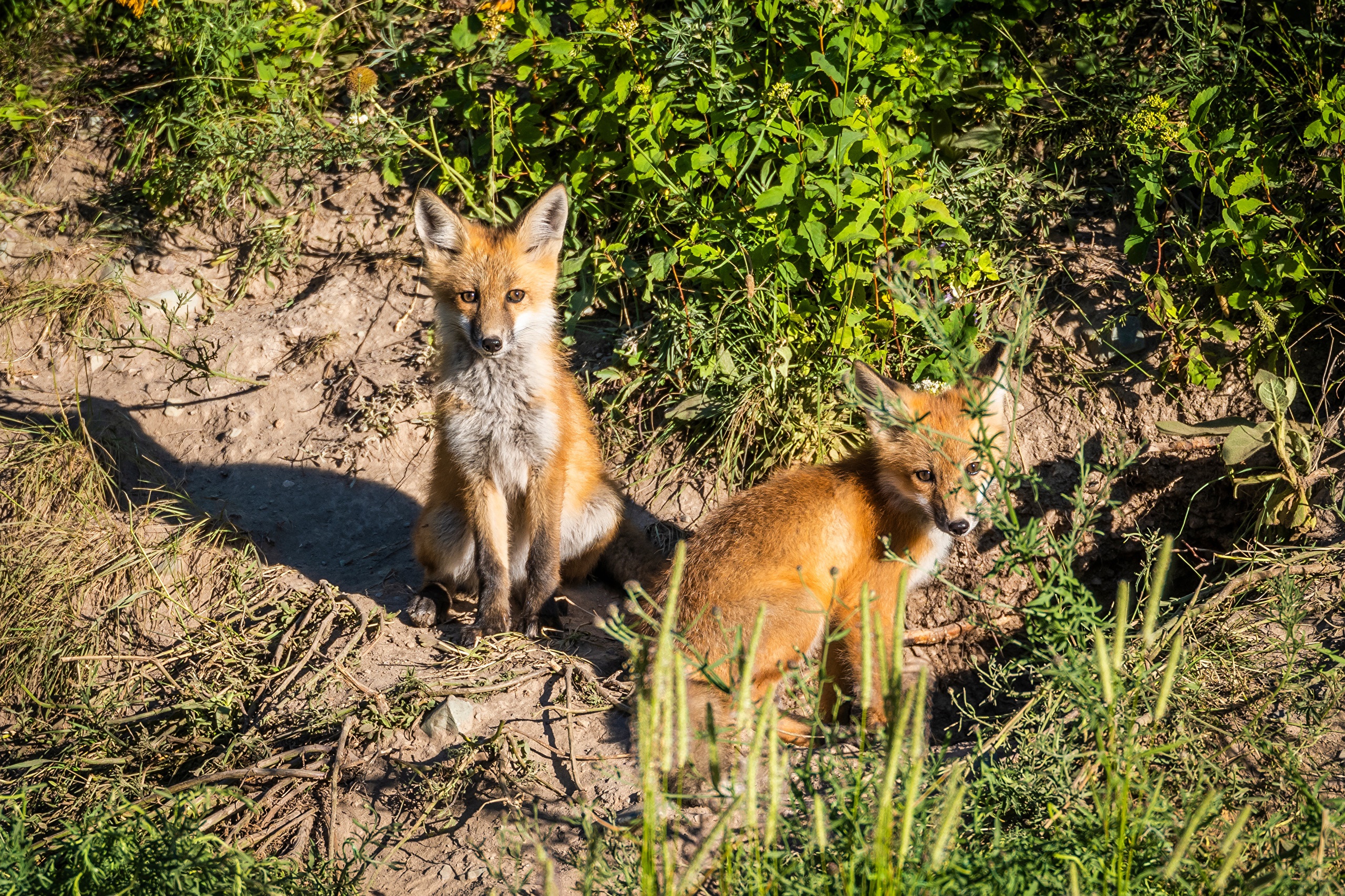 Two young foxes sitting near a den HD Wallpaper