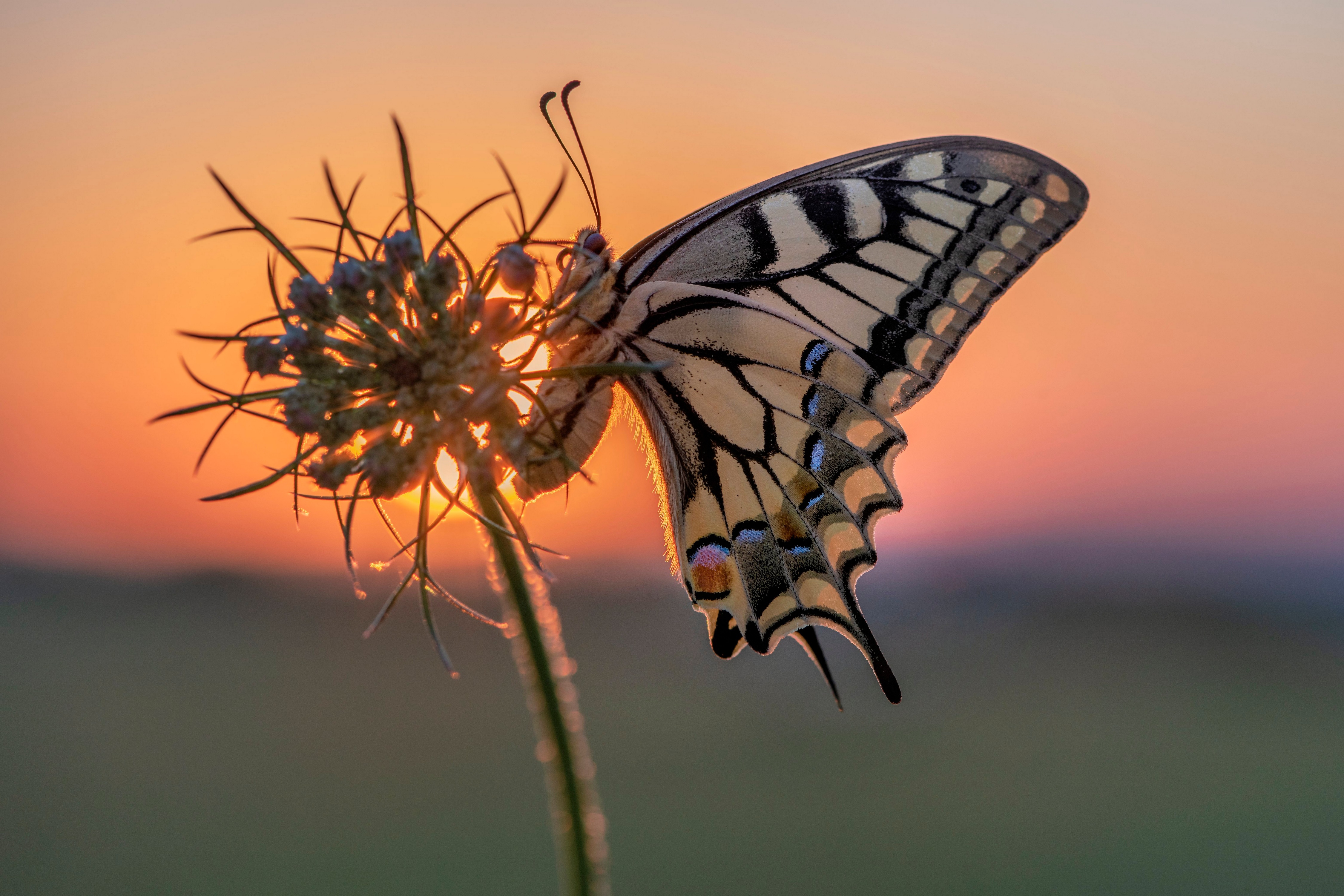 4K Swallowtail butterfly on a flower at sunset HD Wallpaper